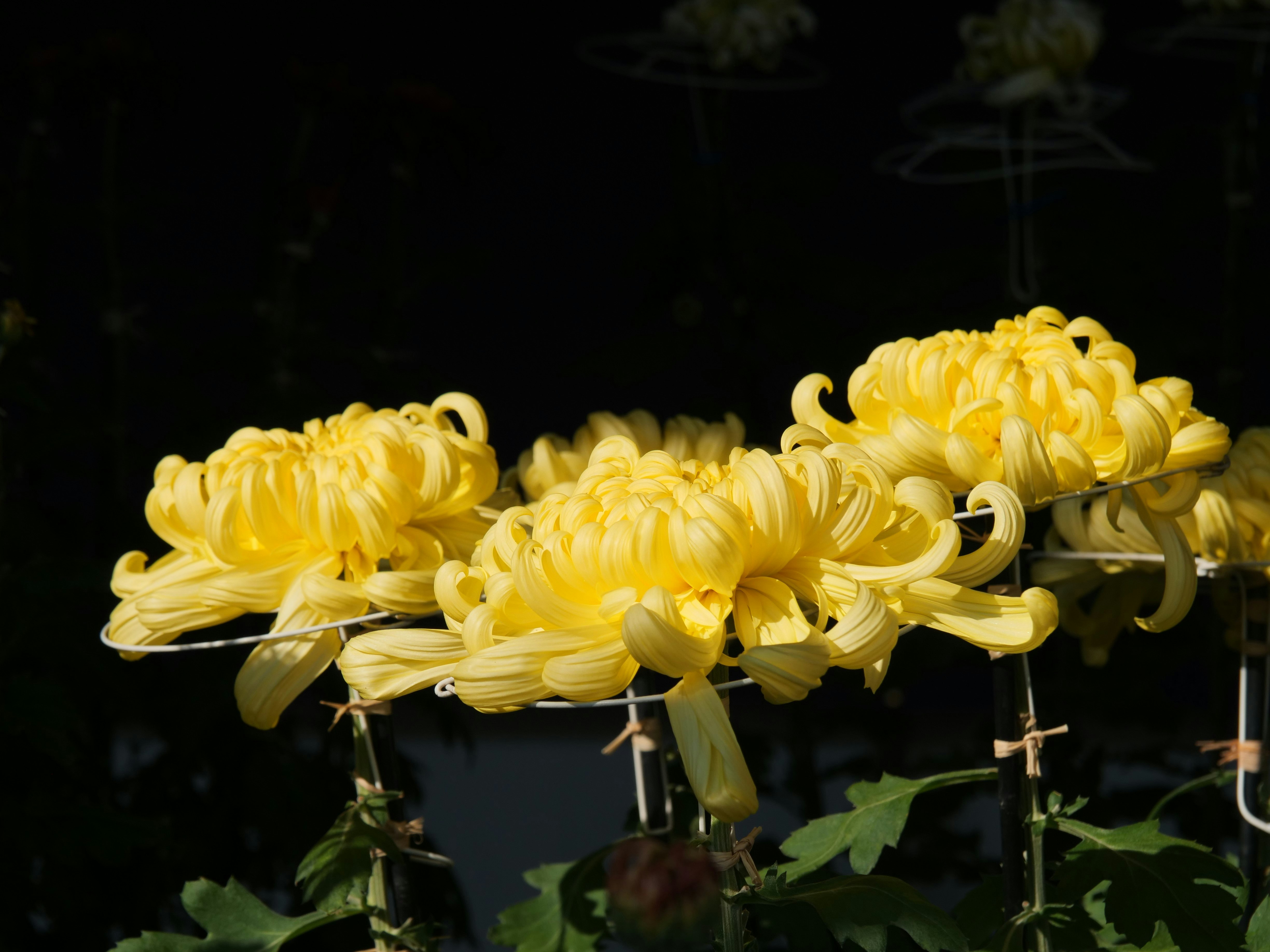 黒背景に咲く黄色い菊の花束