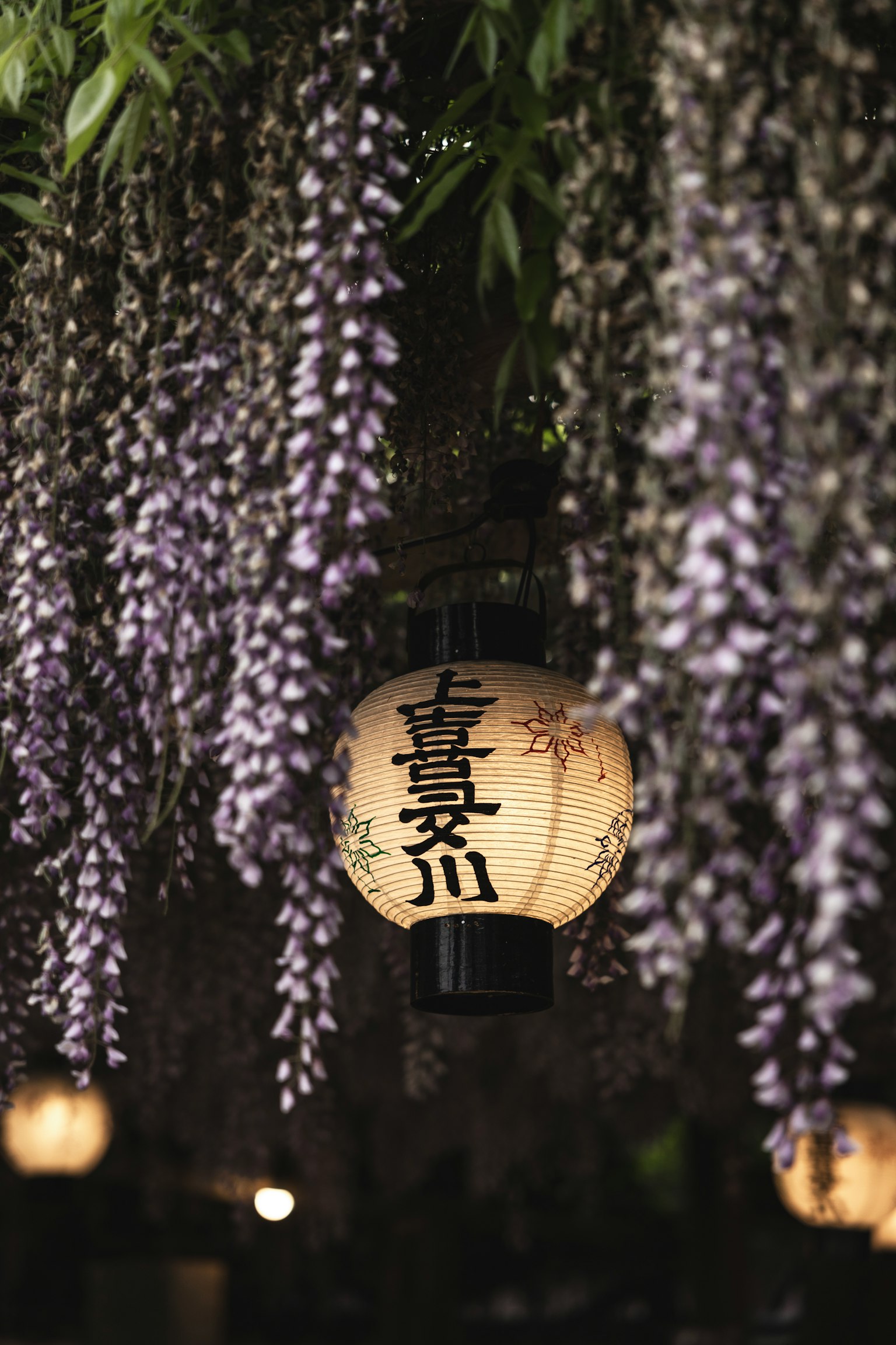 一盞日本燈籠懸掛在垂下的紫色藤花之間