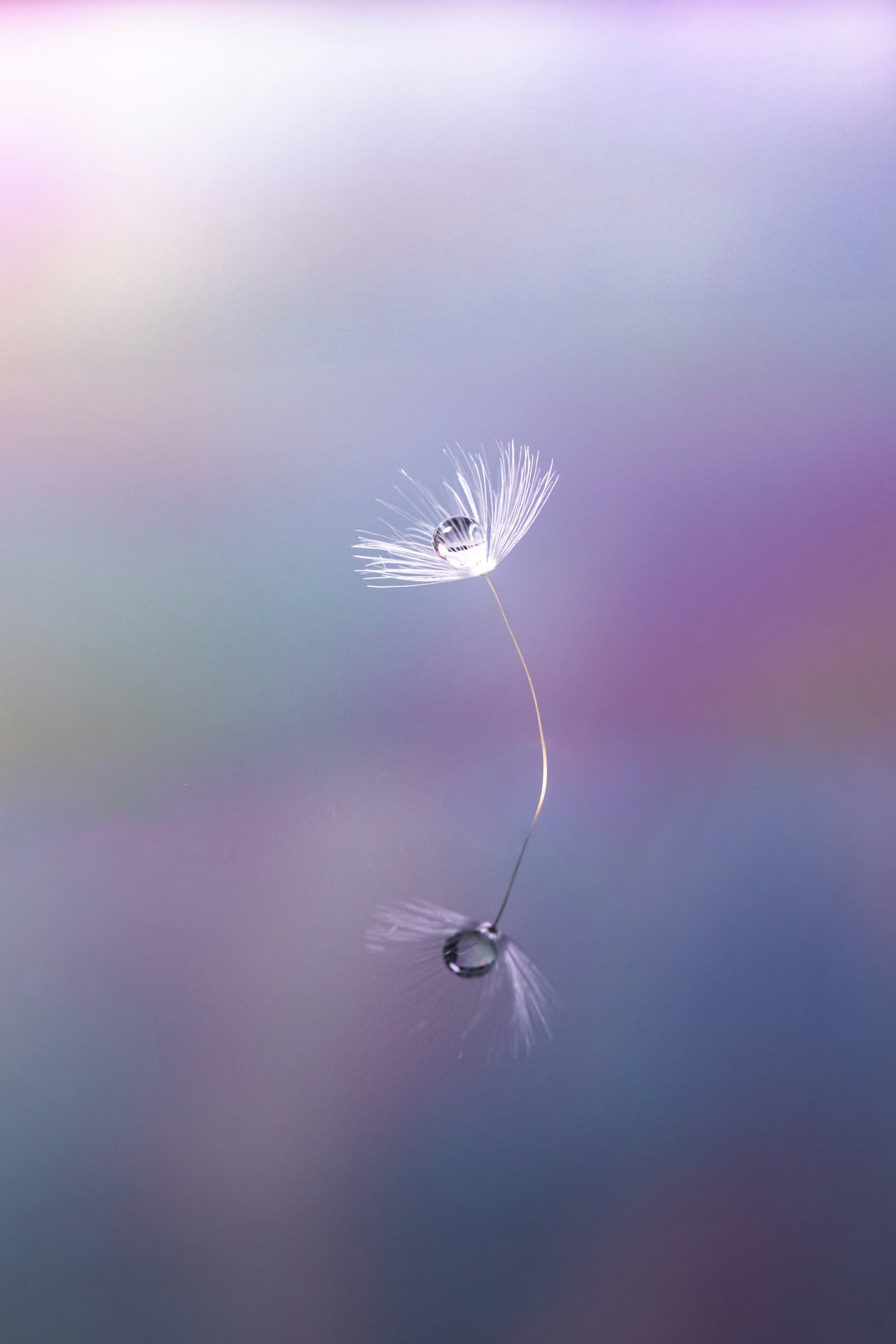 เมล็ดแดนดิไลออนสีขาวลอยอยู่บนพื้นหลังสีอ่อน