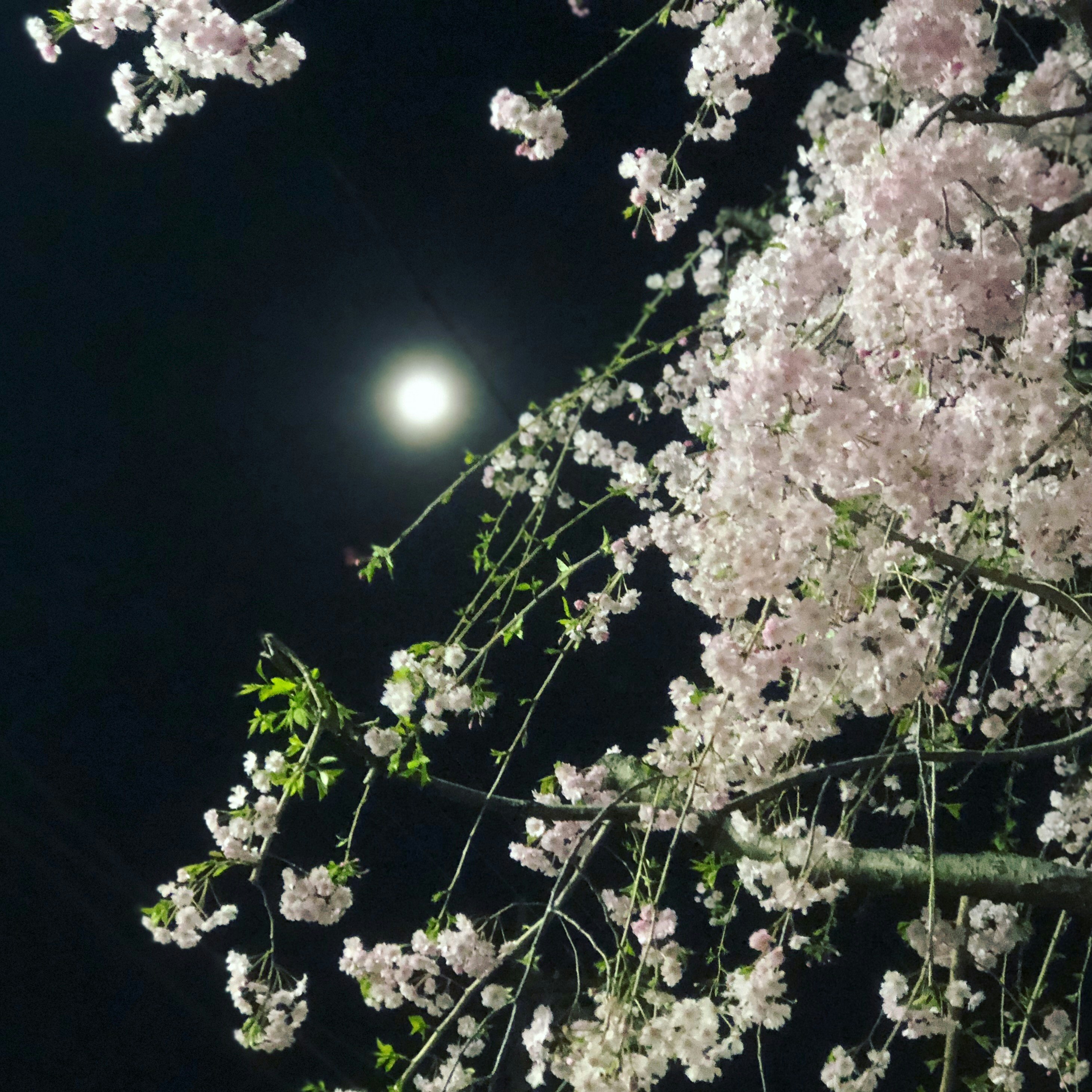 夜空に咲く桜の花と満月の光