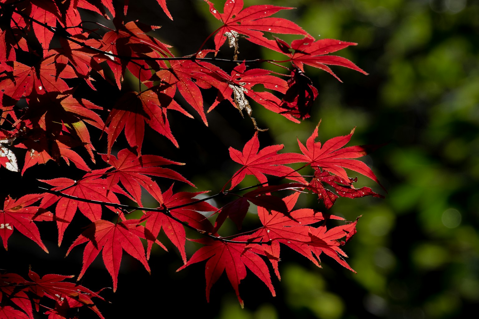 Vibrant red maple leaves contrasting against a green background