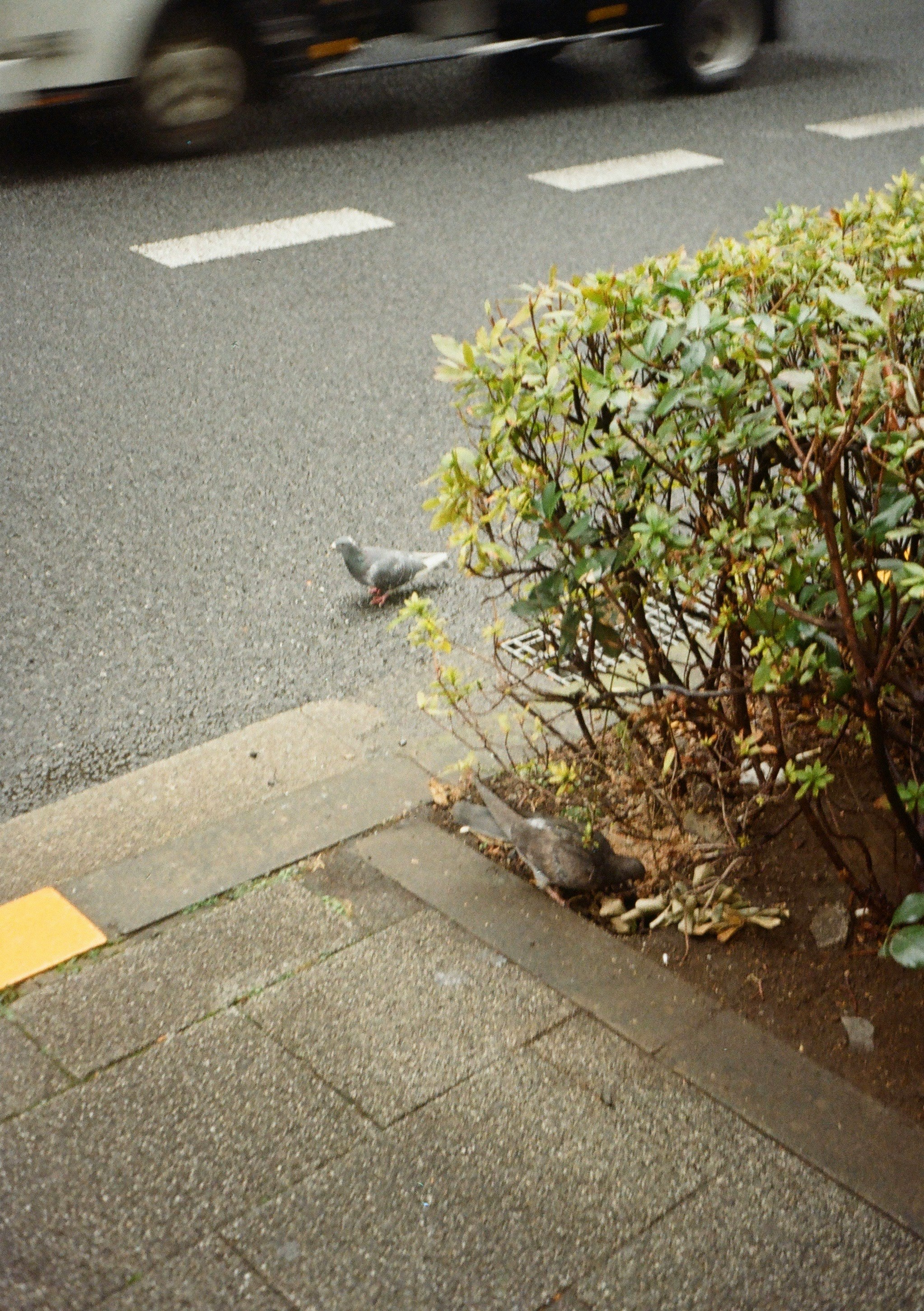 歩道の植え込みと道路の横断歩道のある街角