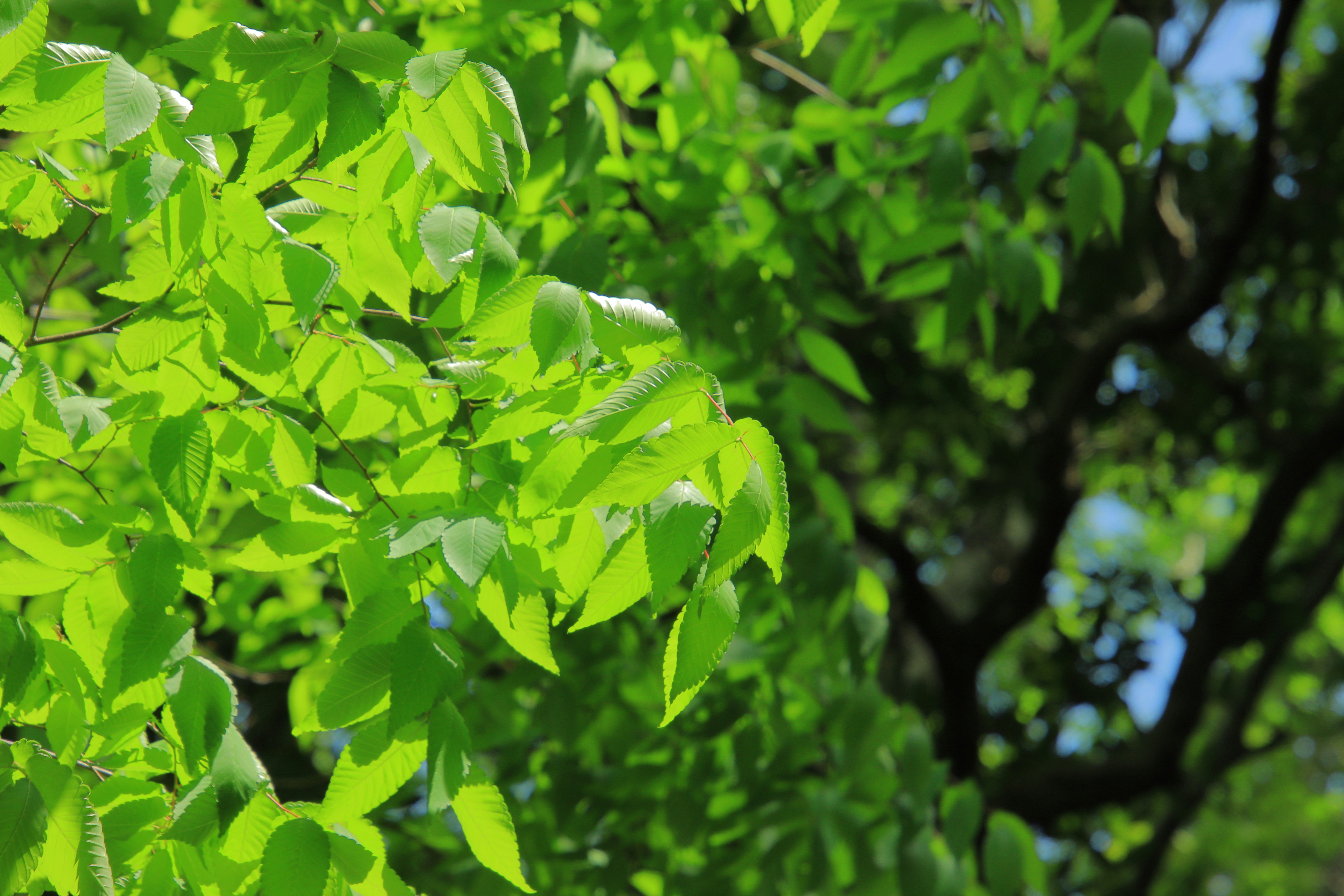 緑の葉が茂る木の枝先のアップ