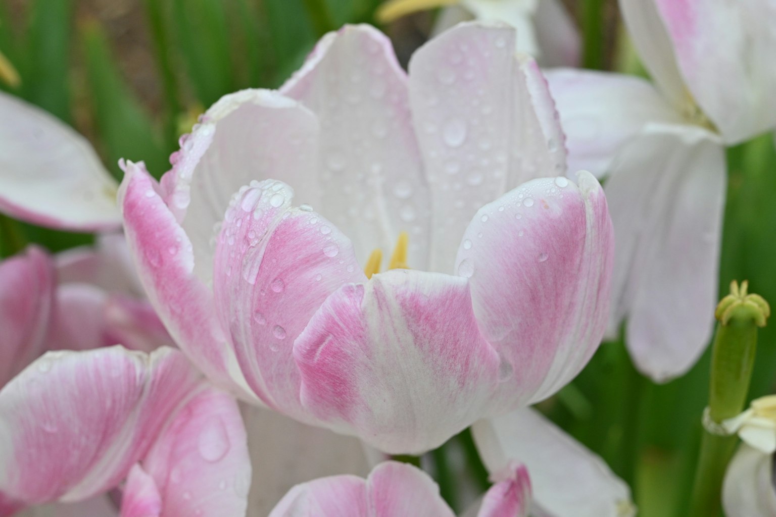 Pink tulip petals with water droplets blooming