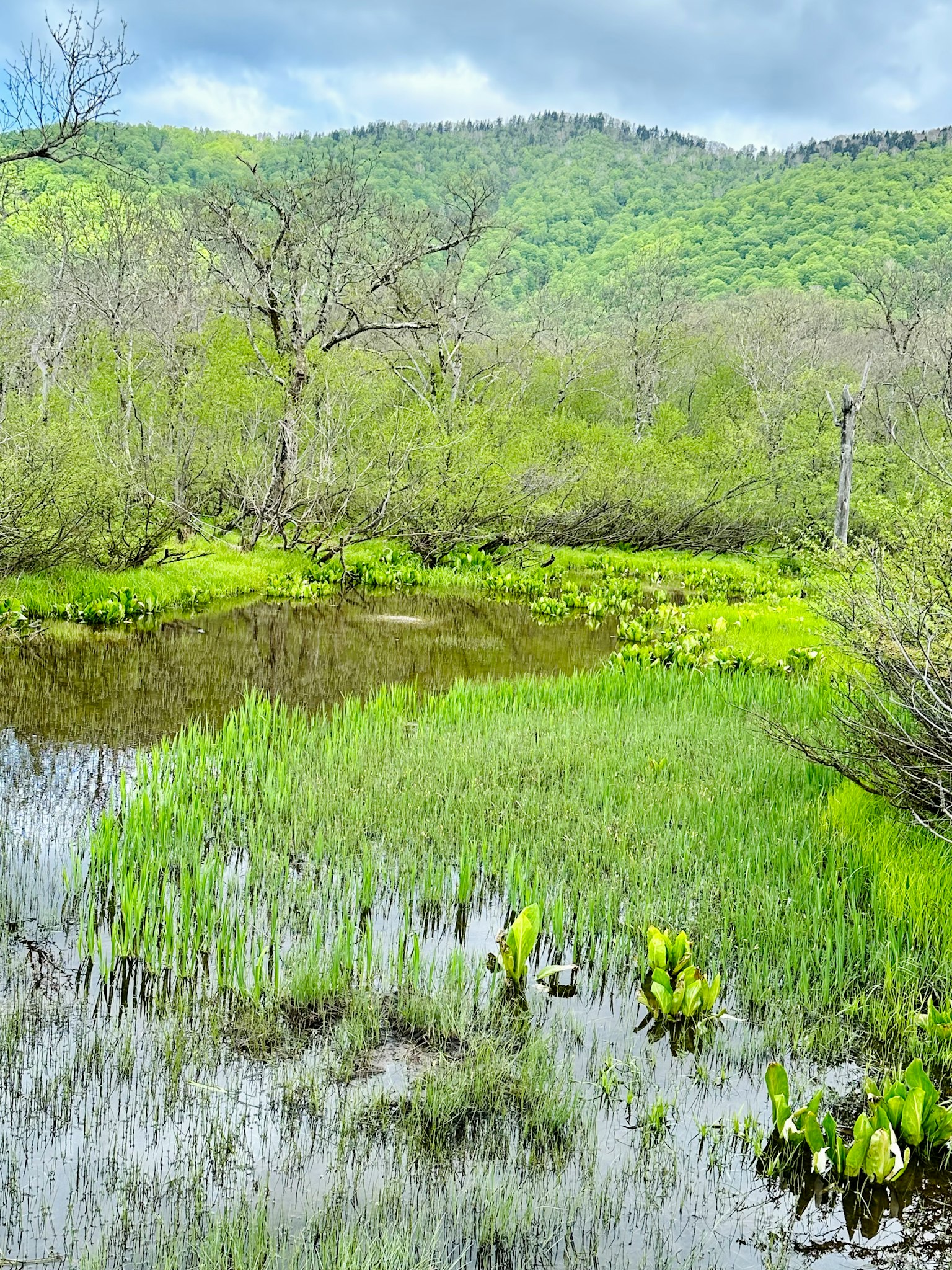 郁郁葱葱的湿地和宁静的水面