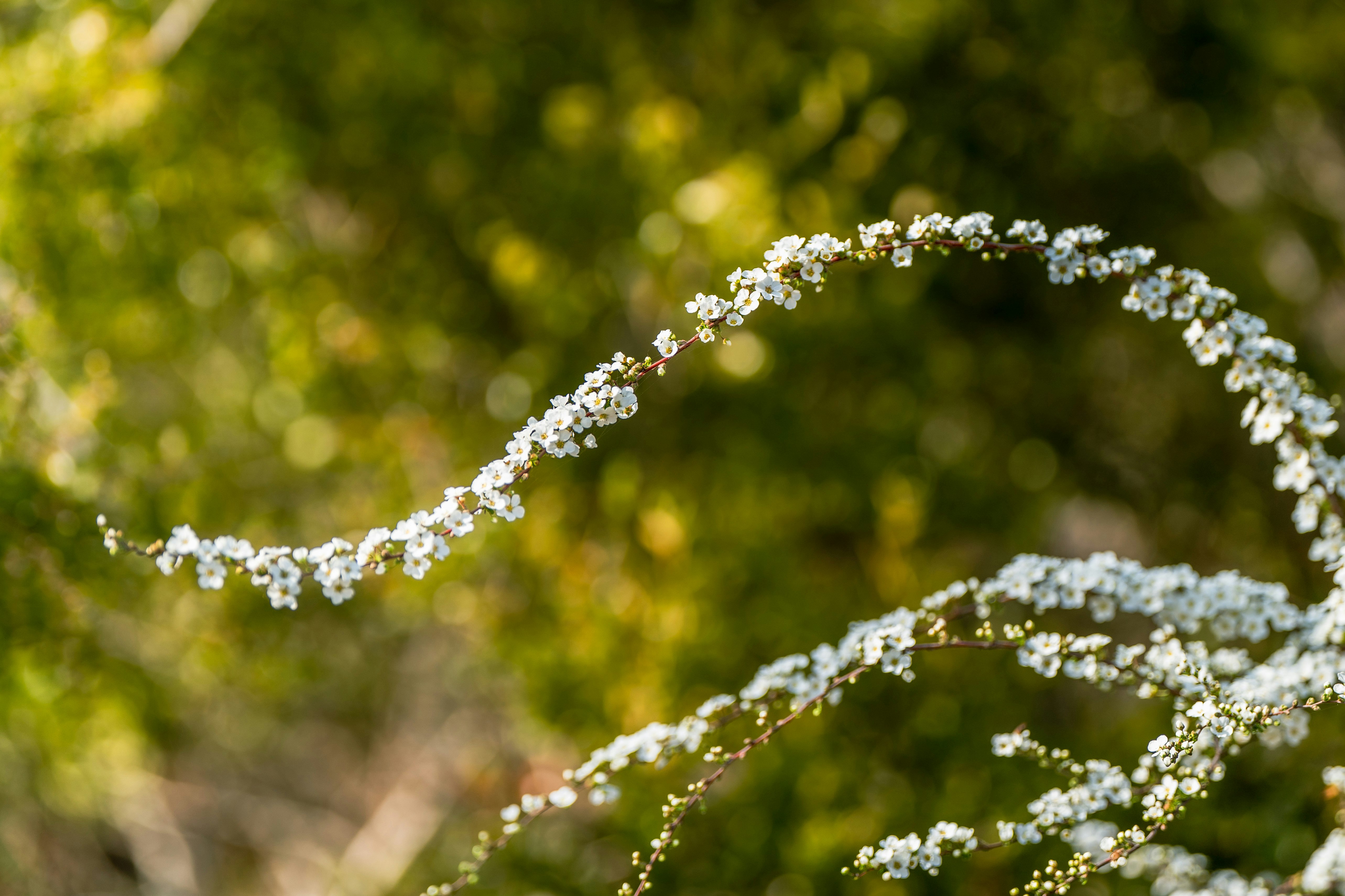 緑の背景に咲く白い小花のアーチ状の花房