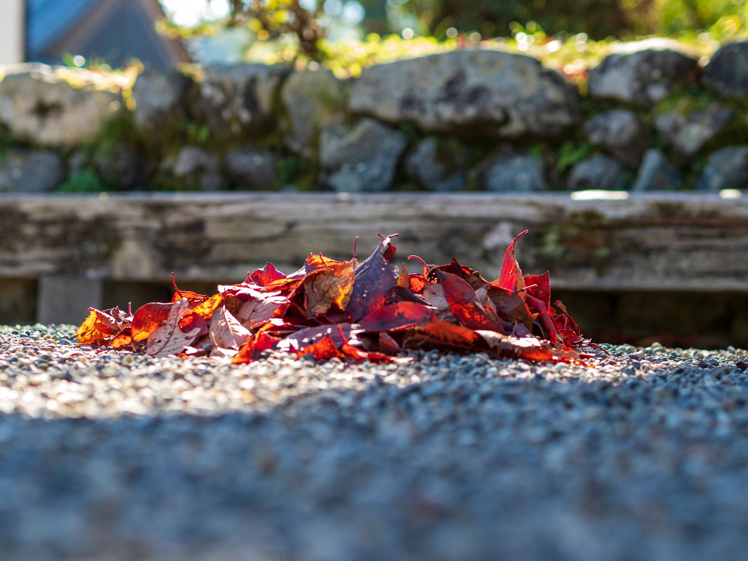 Un tas de feuilles rouges sur des gravillons dans un jardin
