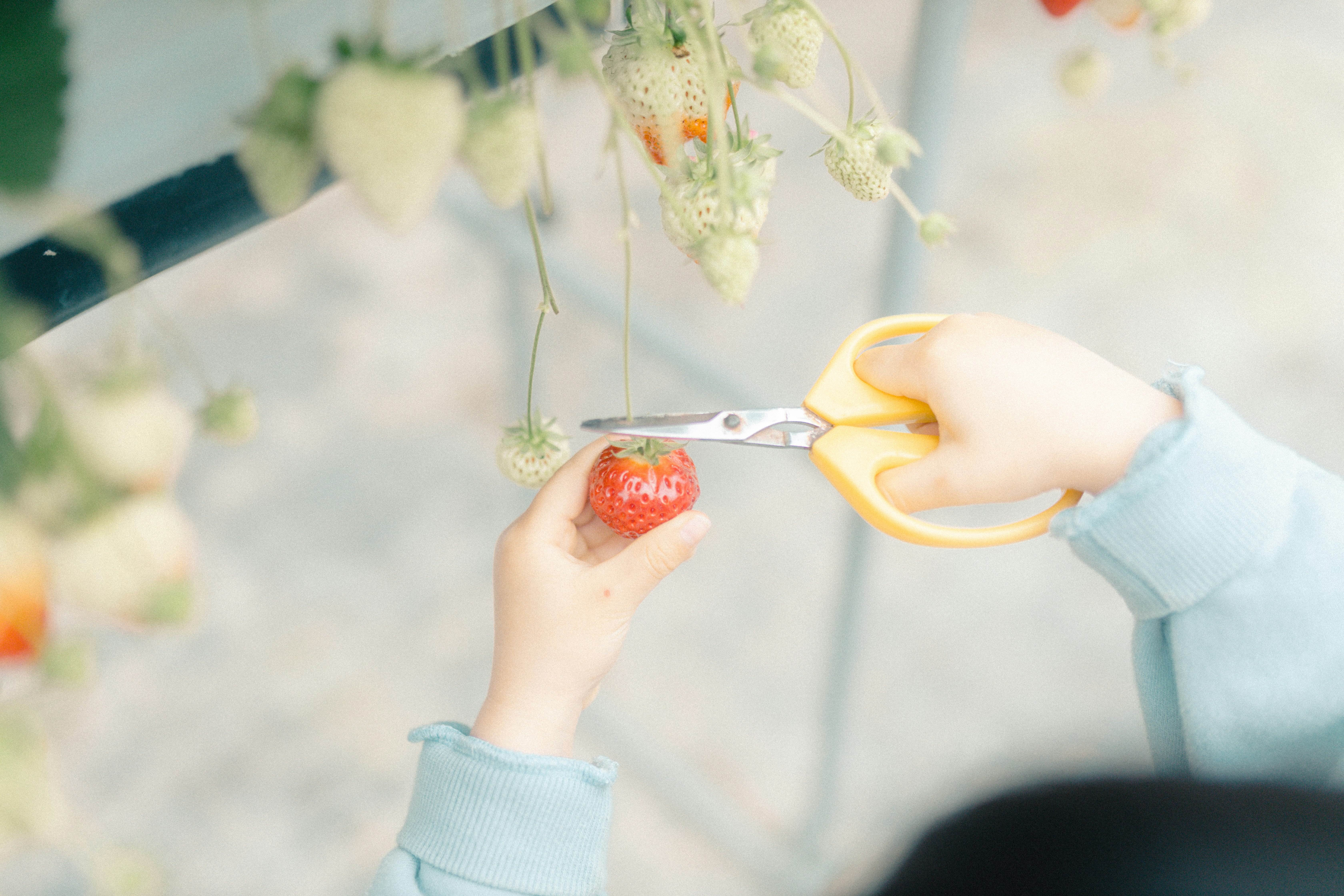 mains d’enfant découpant des décorations en forme de fraise