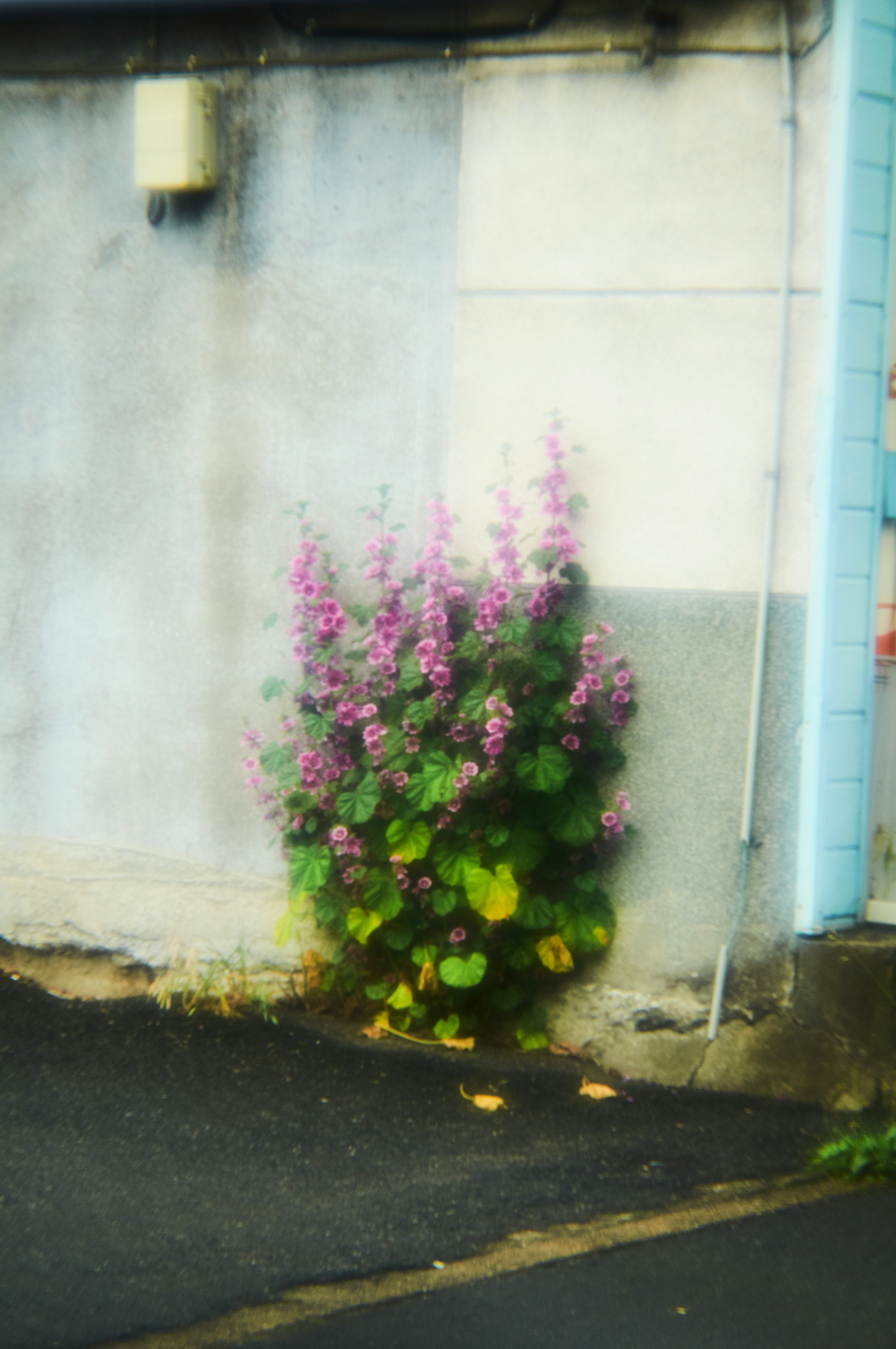 壁際に咲くピンクの花の鉢