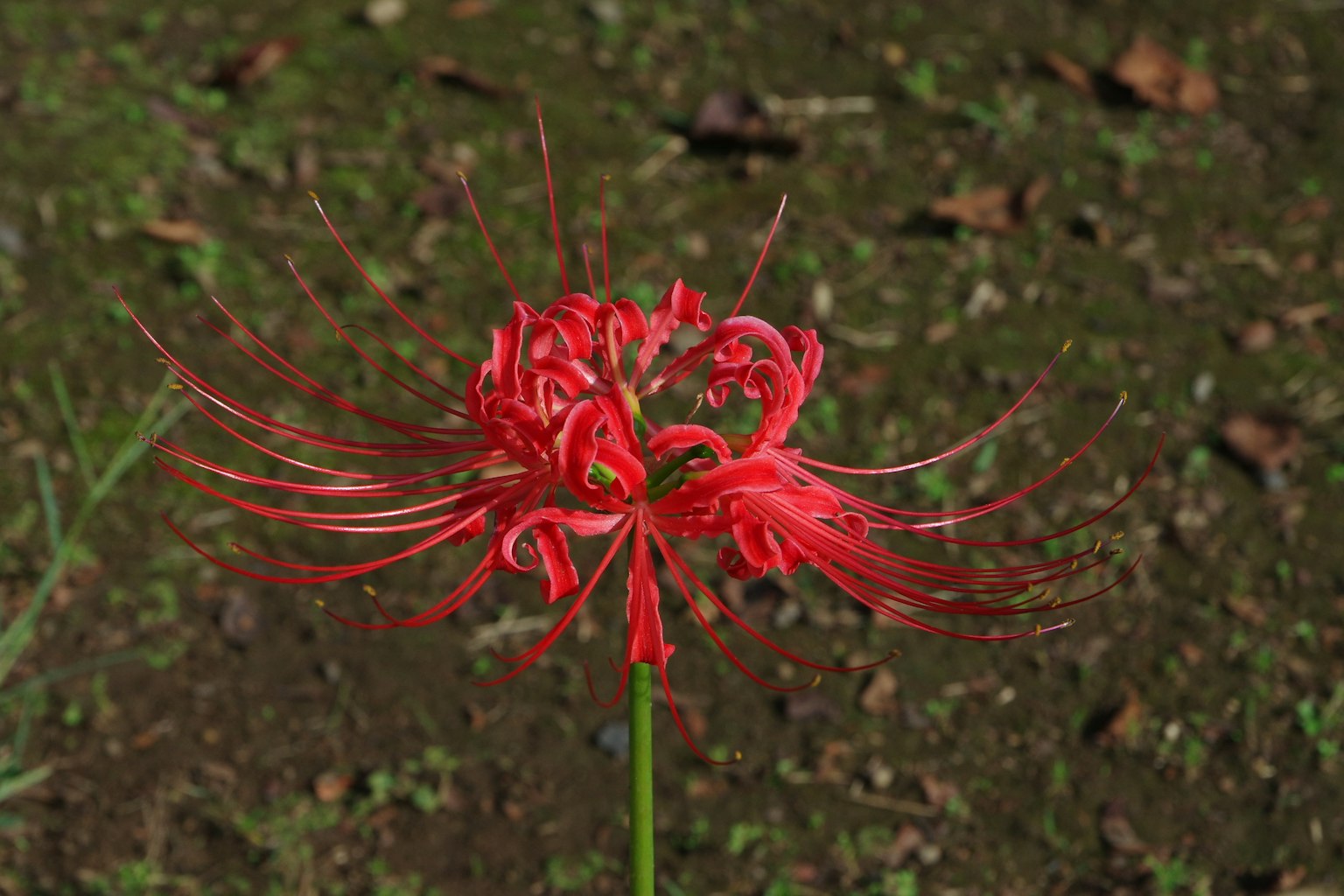 A striking red flower with long, delicate petals against a dark background