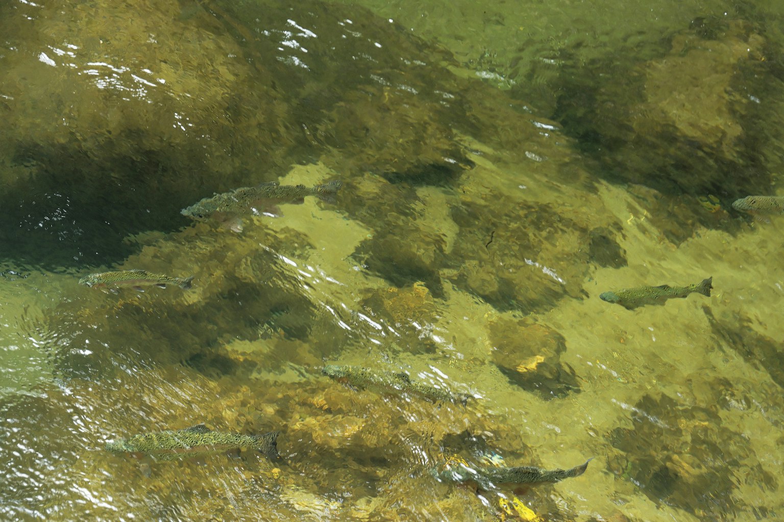 Pemandangan bawah air dengan batu dan sekumpulan ikan