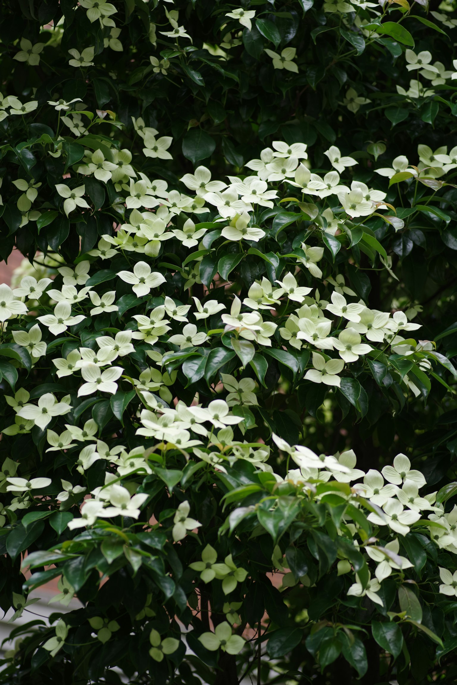 Racimo de flores blancas en un árbol de hojas verdes