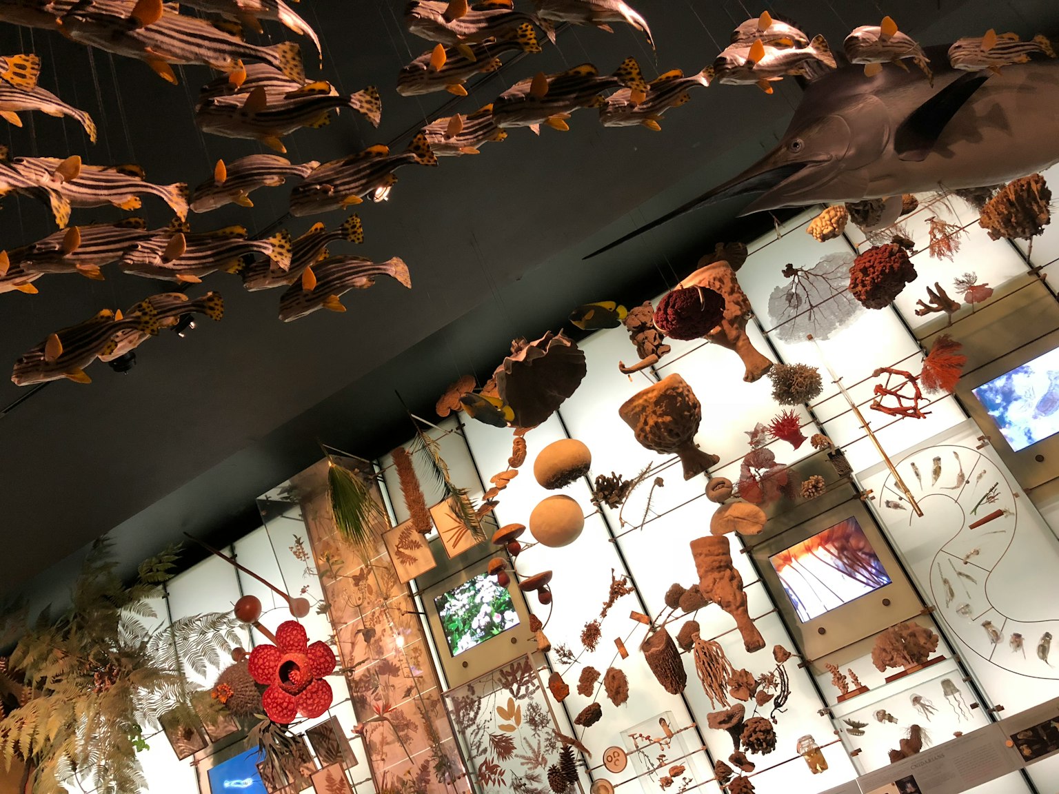 Intérieur d'un musée avec des expositions de matériaux naturels suspendus