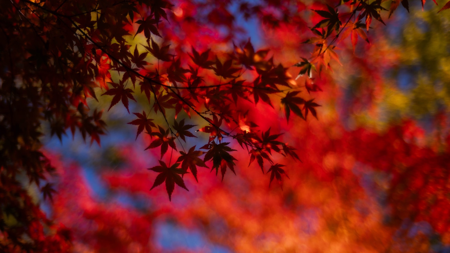 Hojas de arce rojas y naranjas vibrantes contra un cielo azul