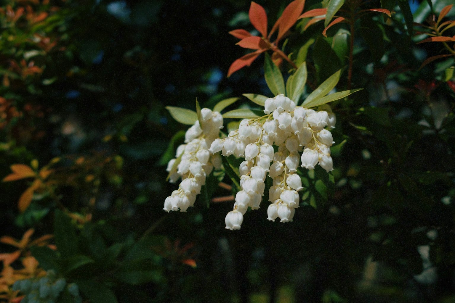 Ramo di fiori bianchi pendenti da foglie verdi