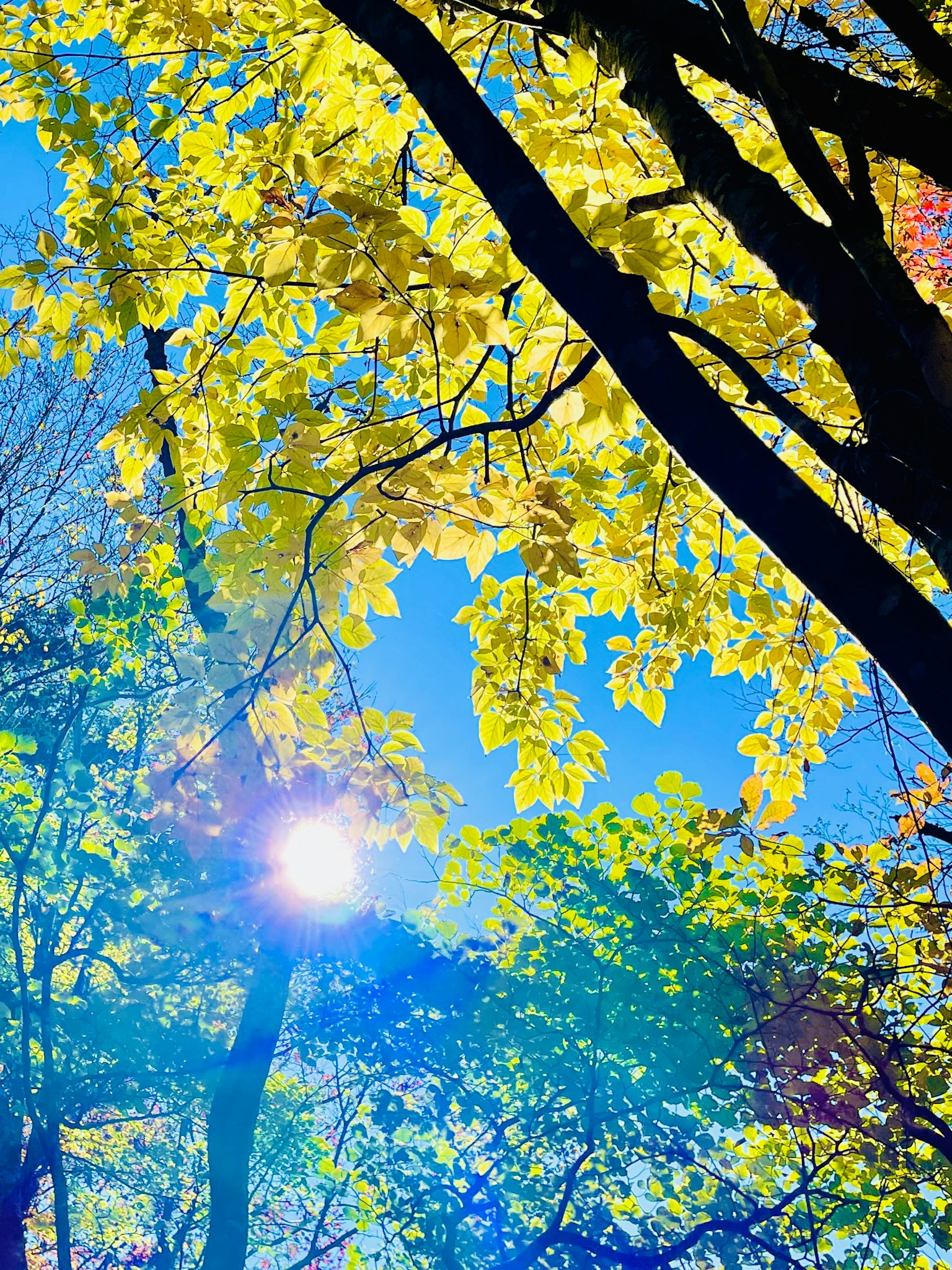 View looking up at trees with yellow leaves under a blue sky