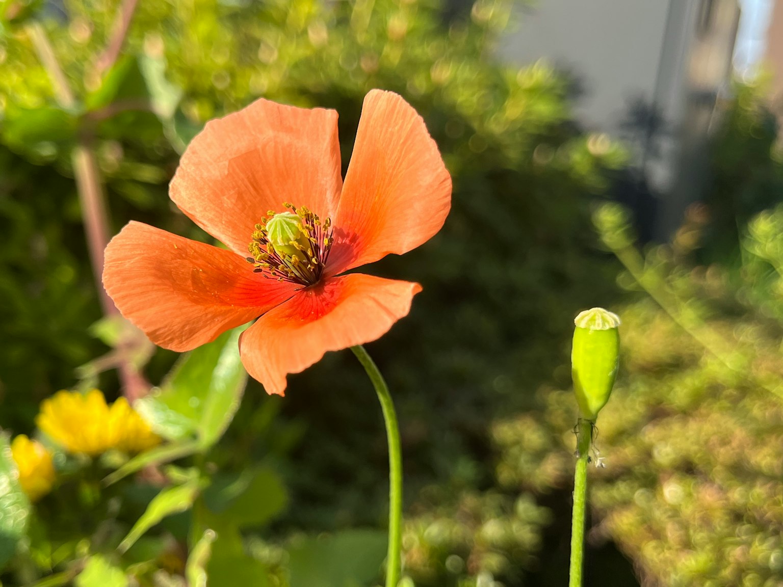橙色罂粟花与绿色背景下的花蕾
