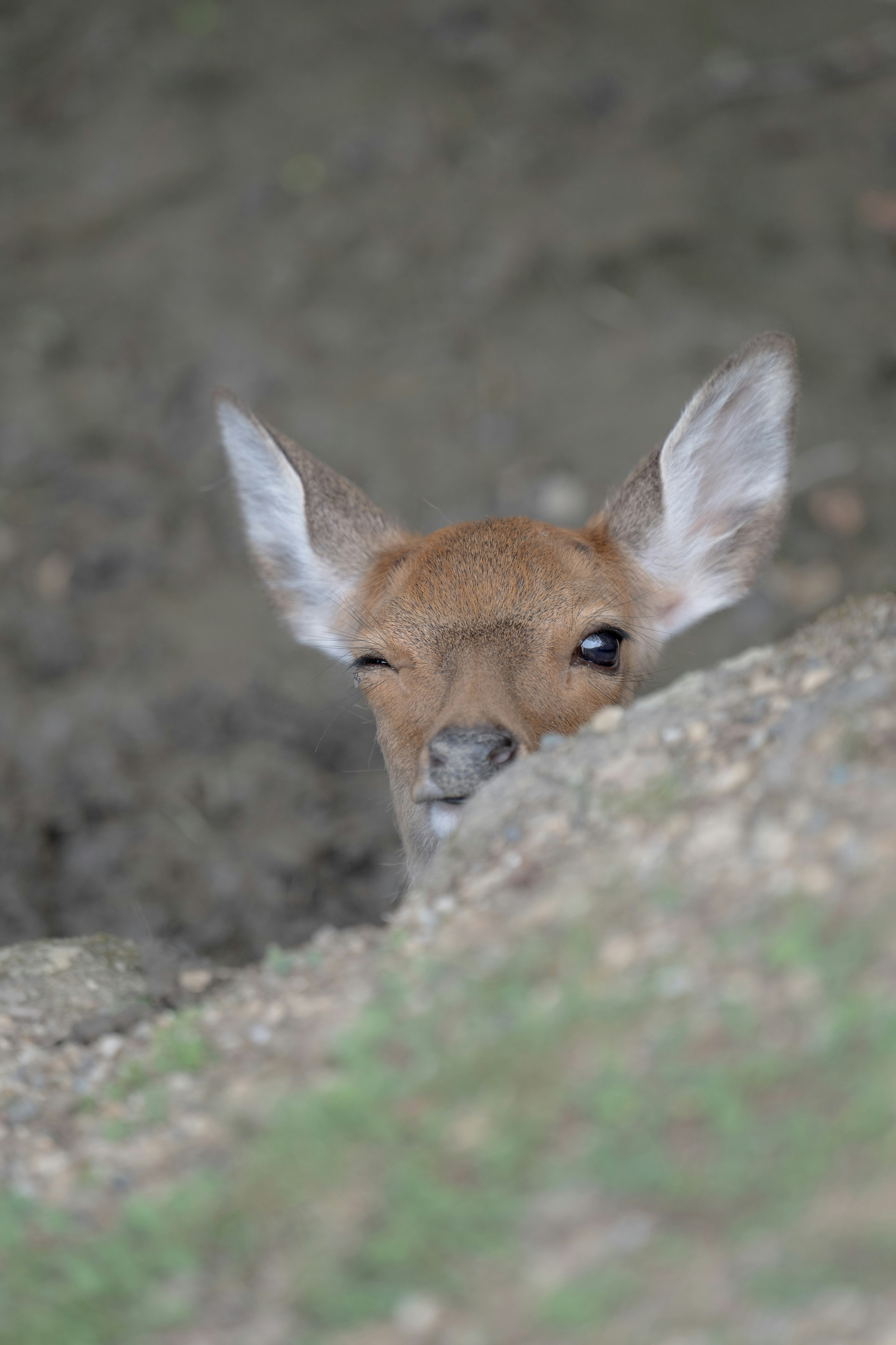 草地の斜面から顔を出す小さなキツネ