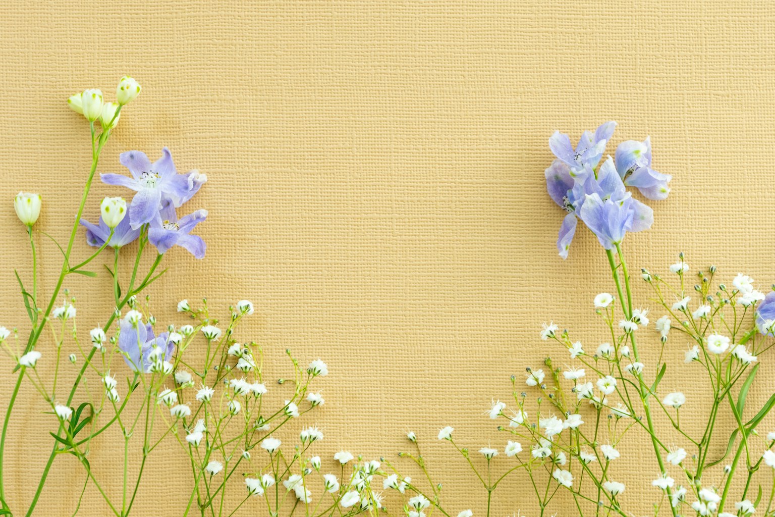 Sfondi gialli delicati con fiori blu-viola e fiori bianchi disposti
