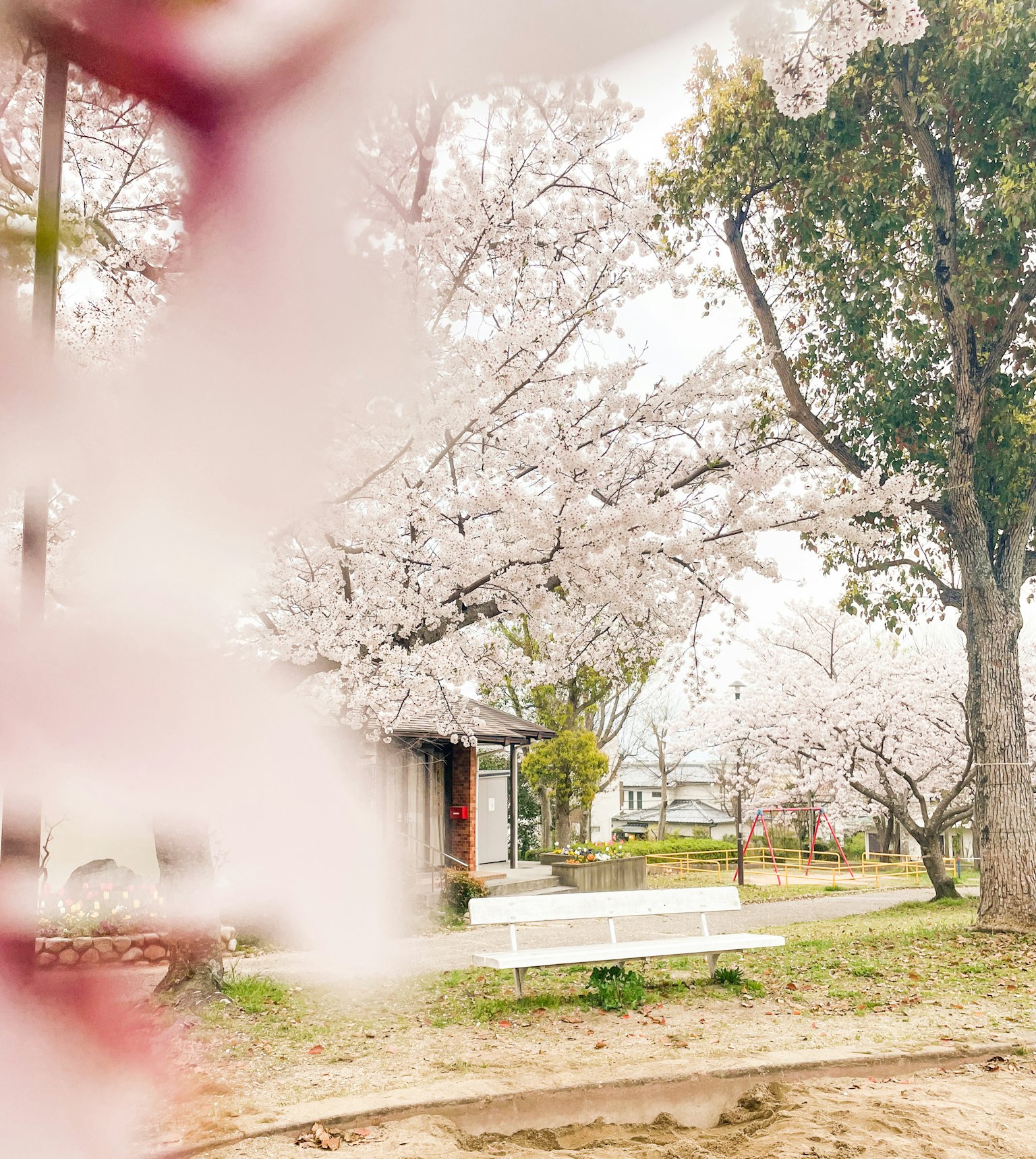Park view with cherry blossom trees white bench and building visible