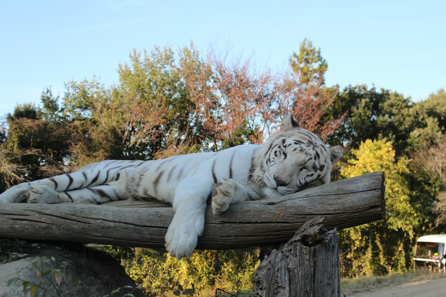 Un tigre blanco descansando sobre un tronco en un entorno natural