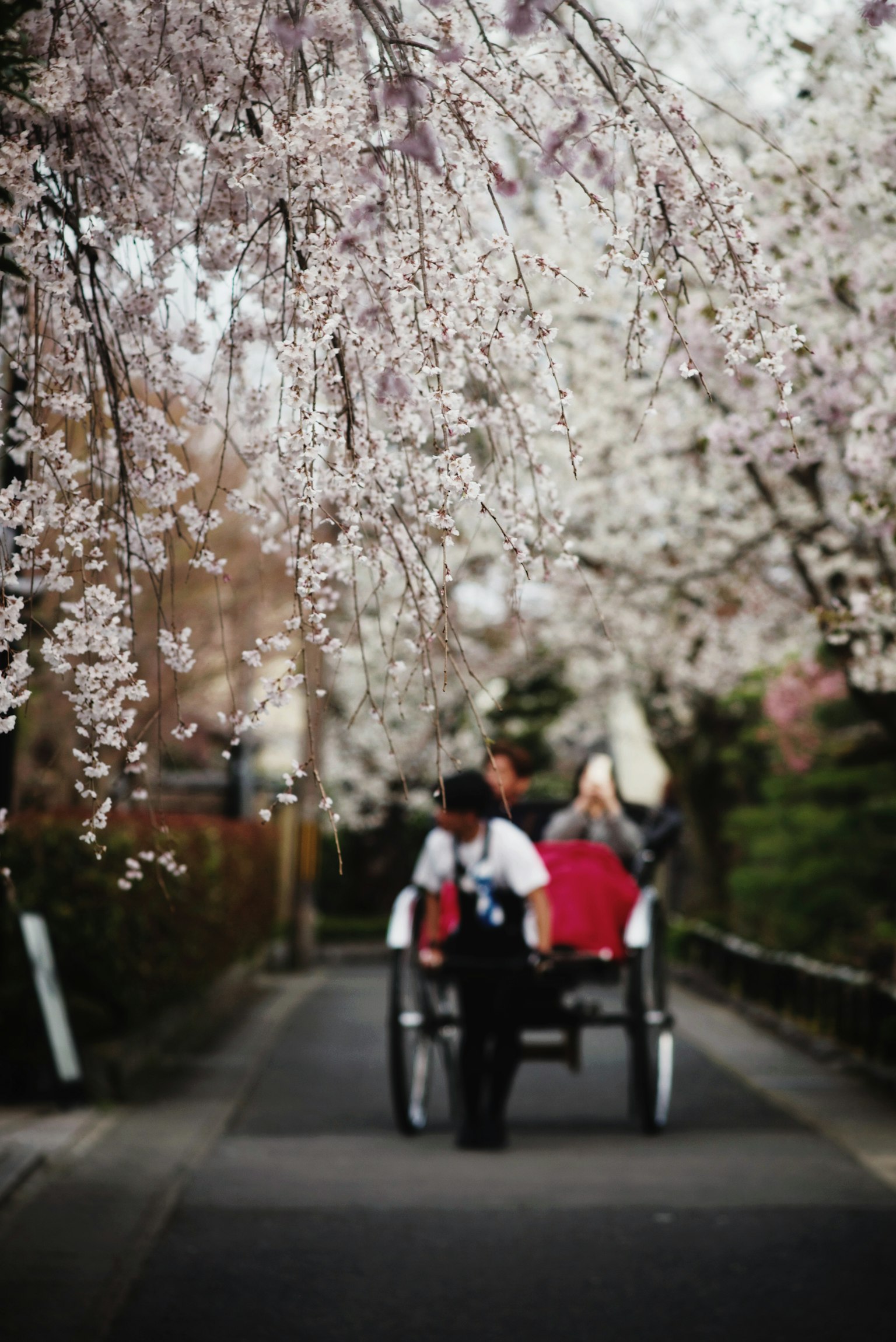 Rickshaw and driver on a path lined with cherry blossoms