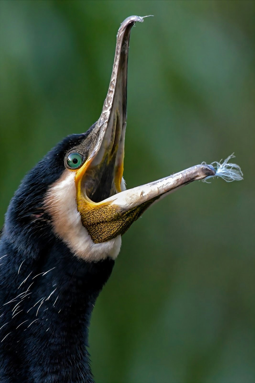 Un cormorán bostezando con el pico abierto después de acicalarse