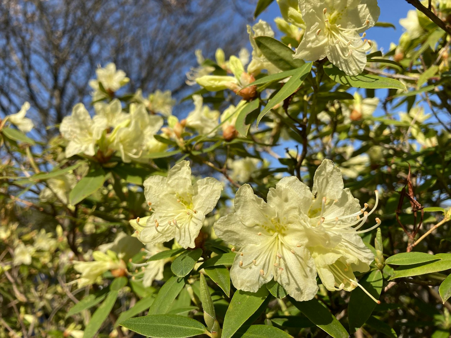 Foto en primer plano de flores de azalea con pétalos blancos y hojas verdes