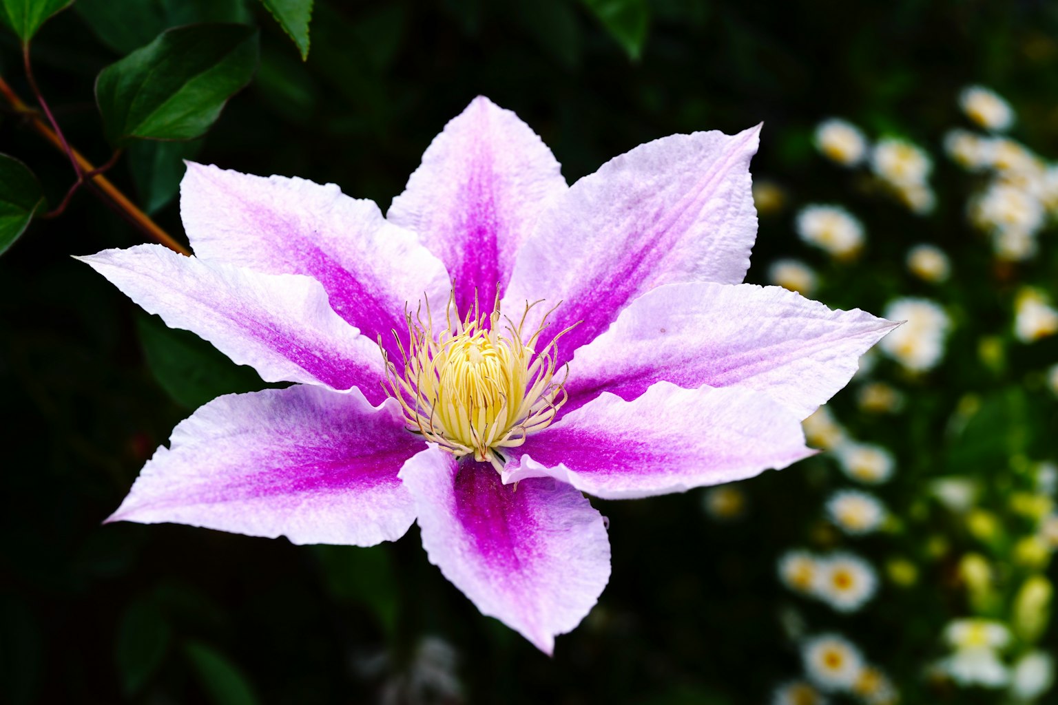 Una hermosa flor de clemátide en tonos púrpuras y blancos que contrasta con el follaje verde y flores blancas al fondo