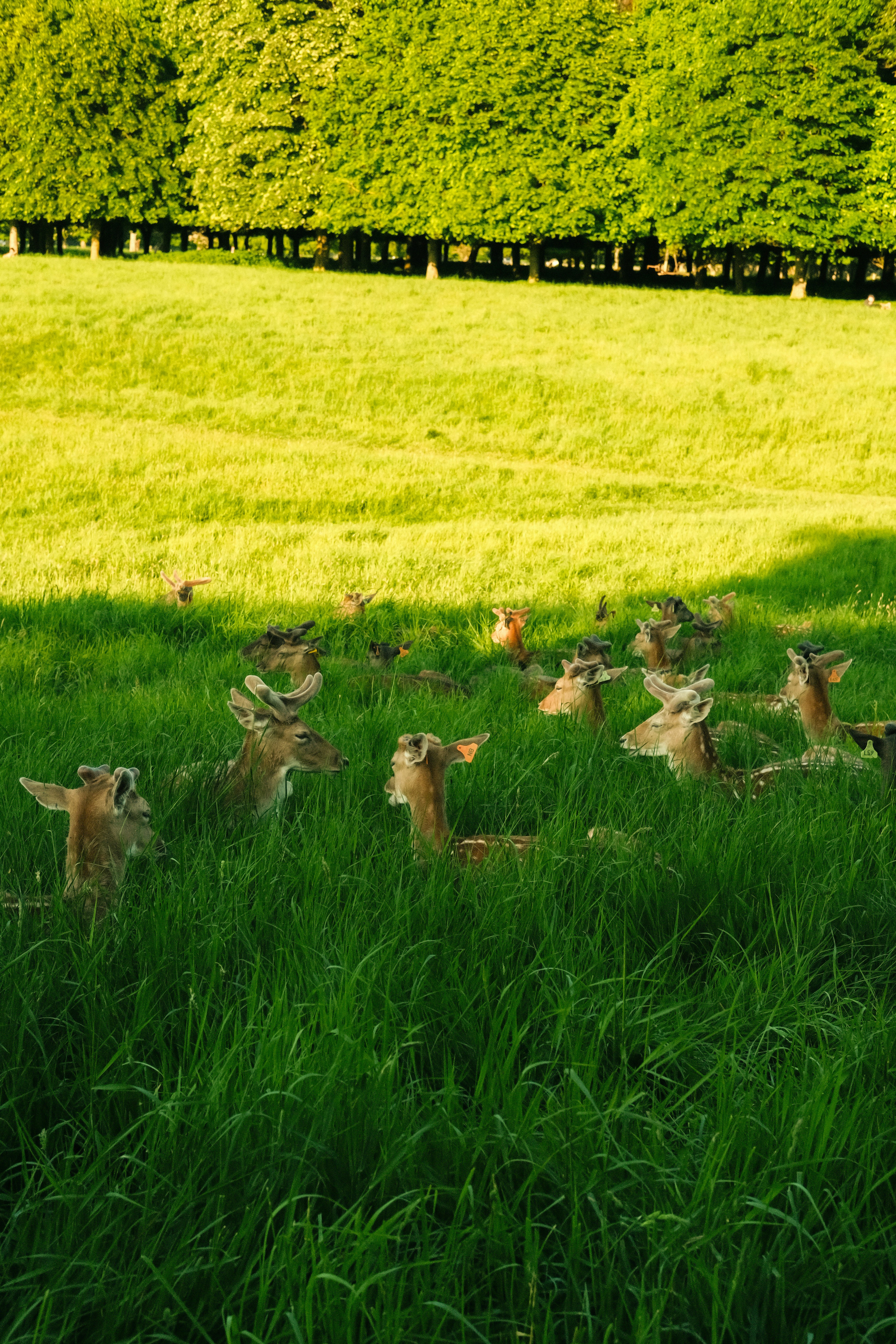 A herd of deer walking on a grassy lawn with green trees
