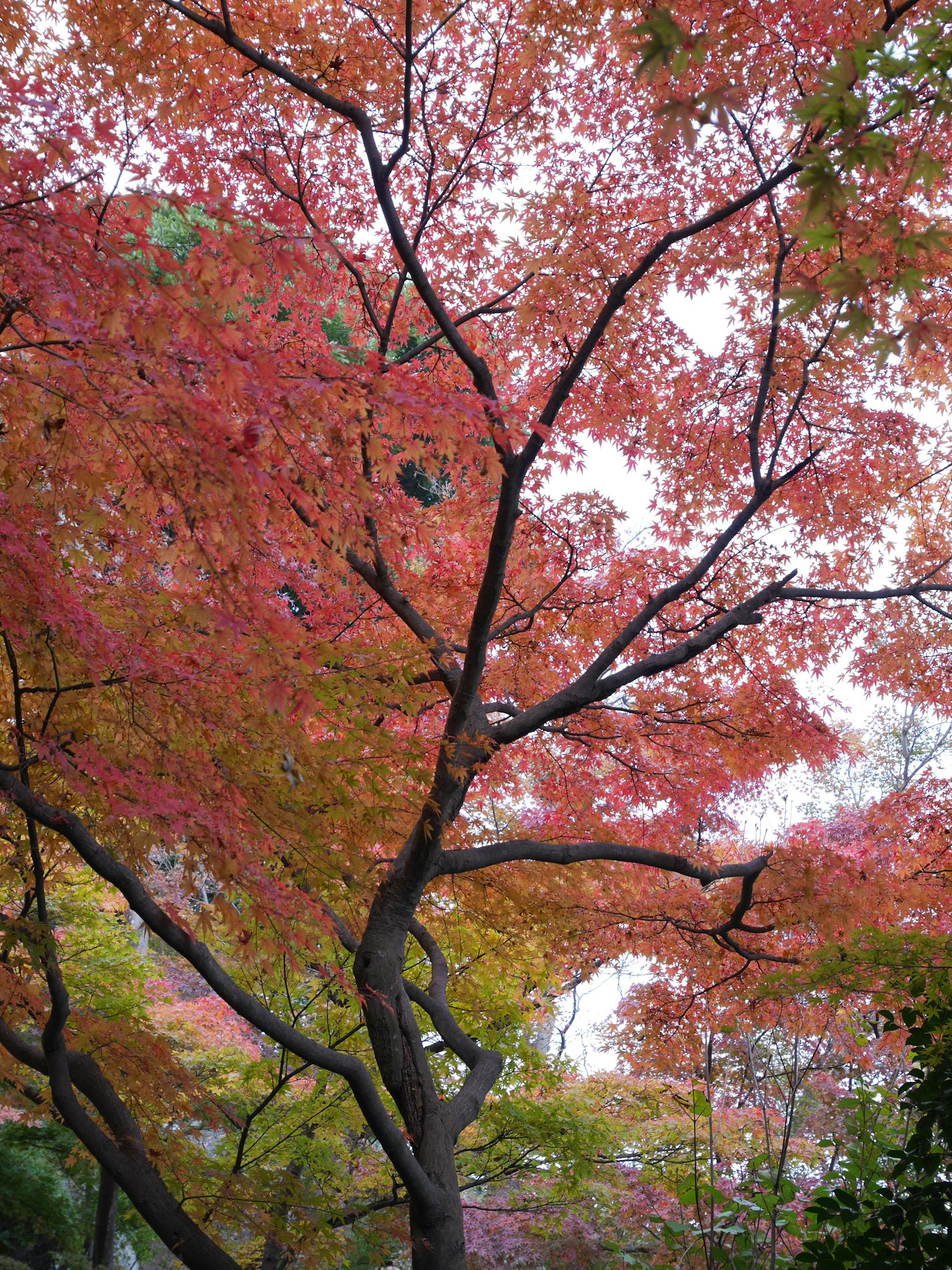ทิวทัศน์ฤดูใบไม้ร่วงที่สวยงามพร้อมใบไม้สีแดงและสีเหลืองสดใส