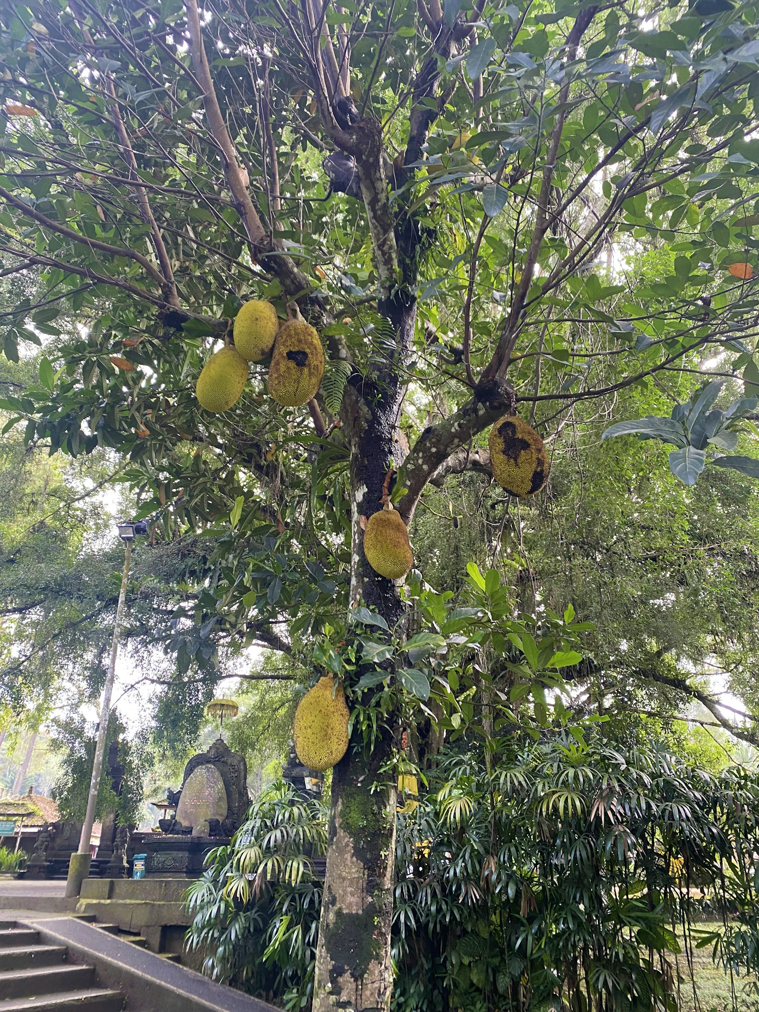 Jackfruit tree with ripe fruits in a lush green environment