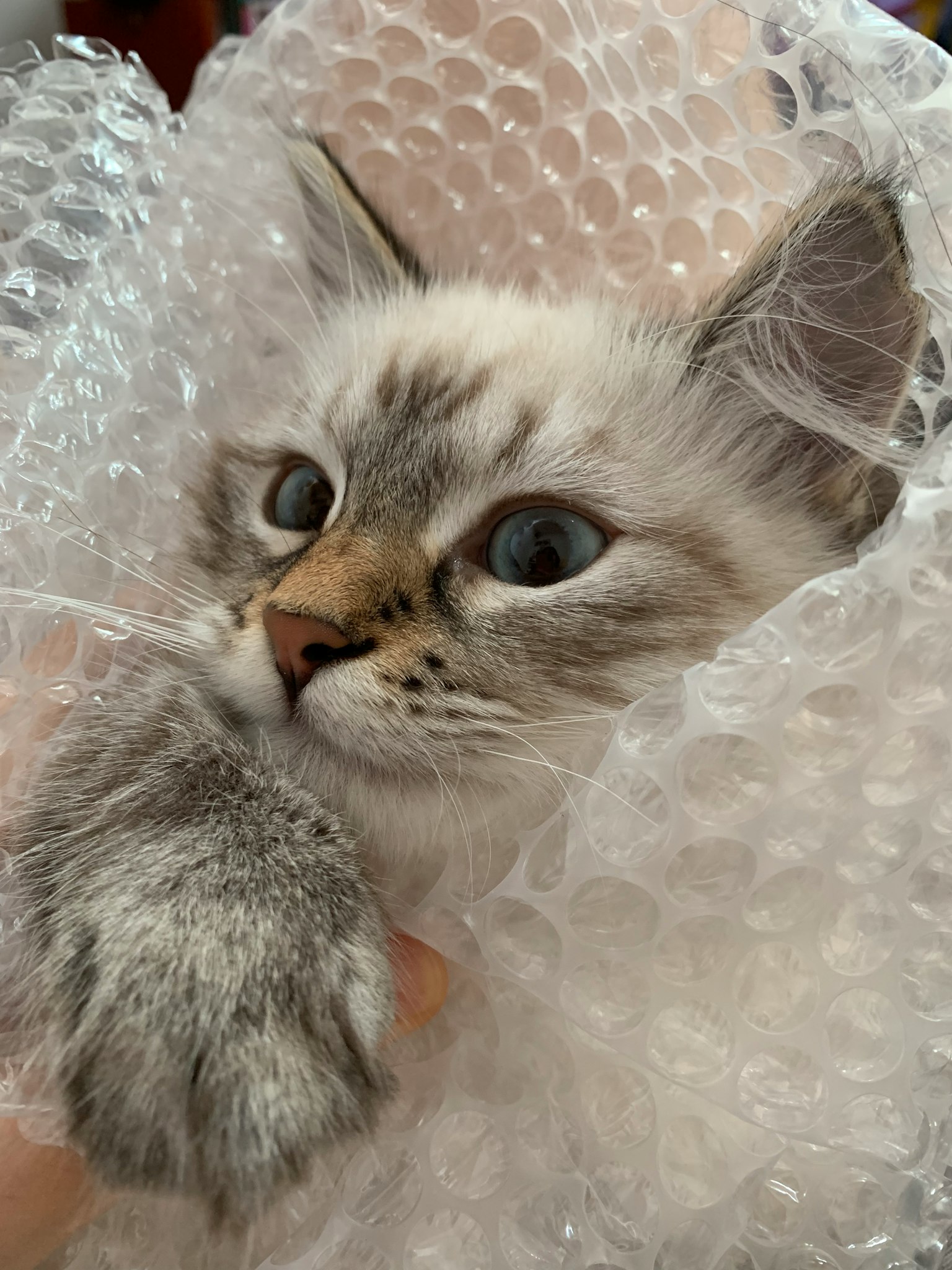 Il volto di un gattino avvolto in plastica a bolle