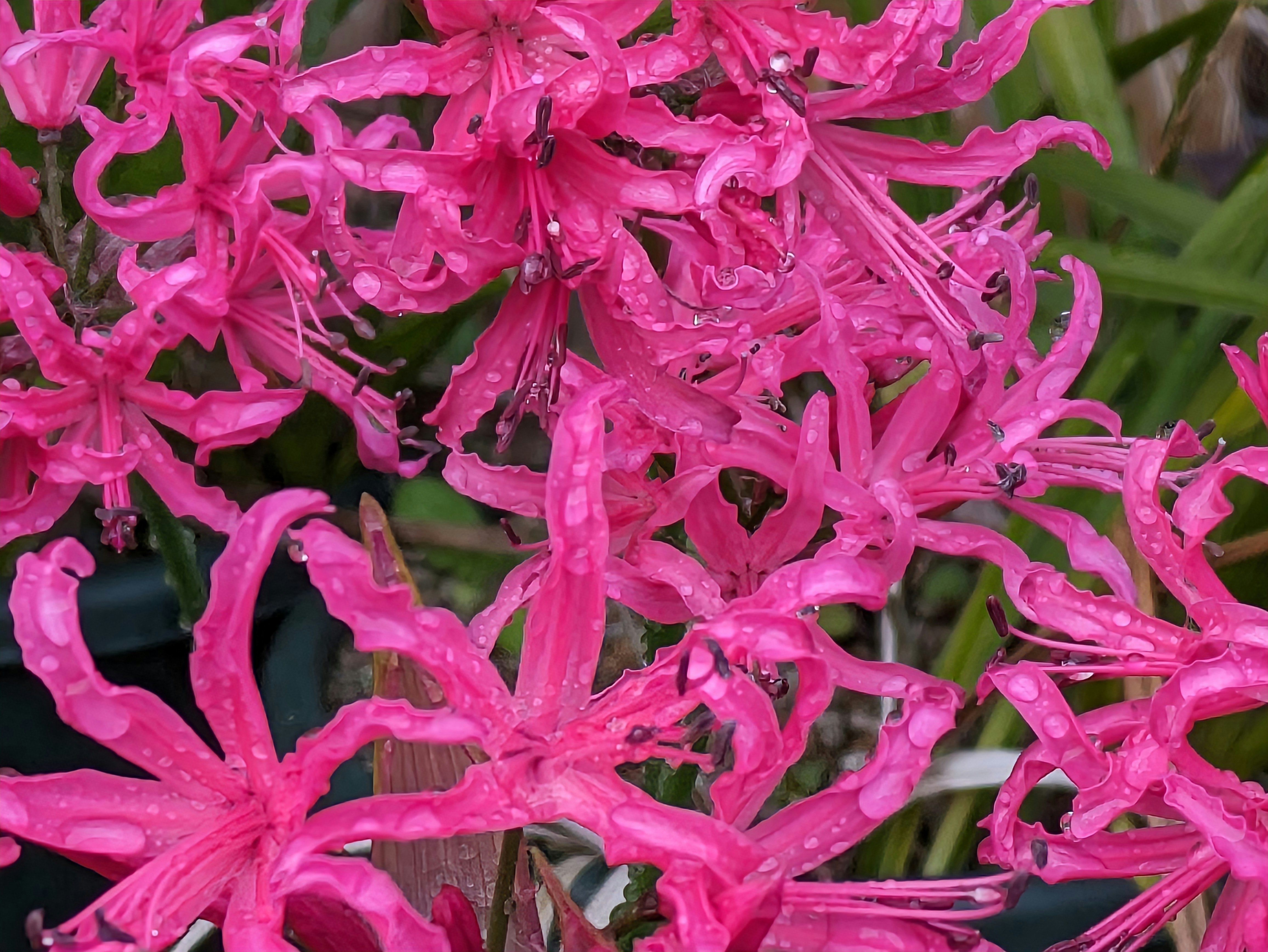 gros plan de fleurs de lycoris roses et éclatantes
