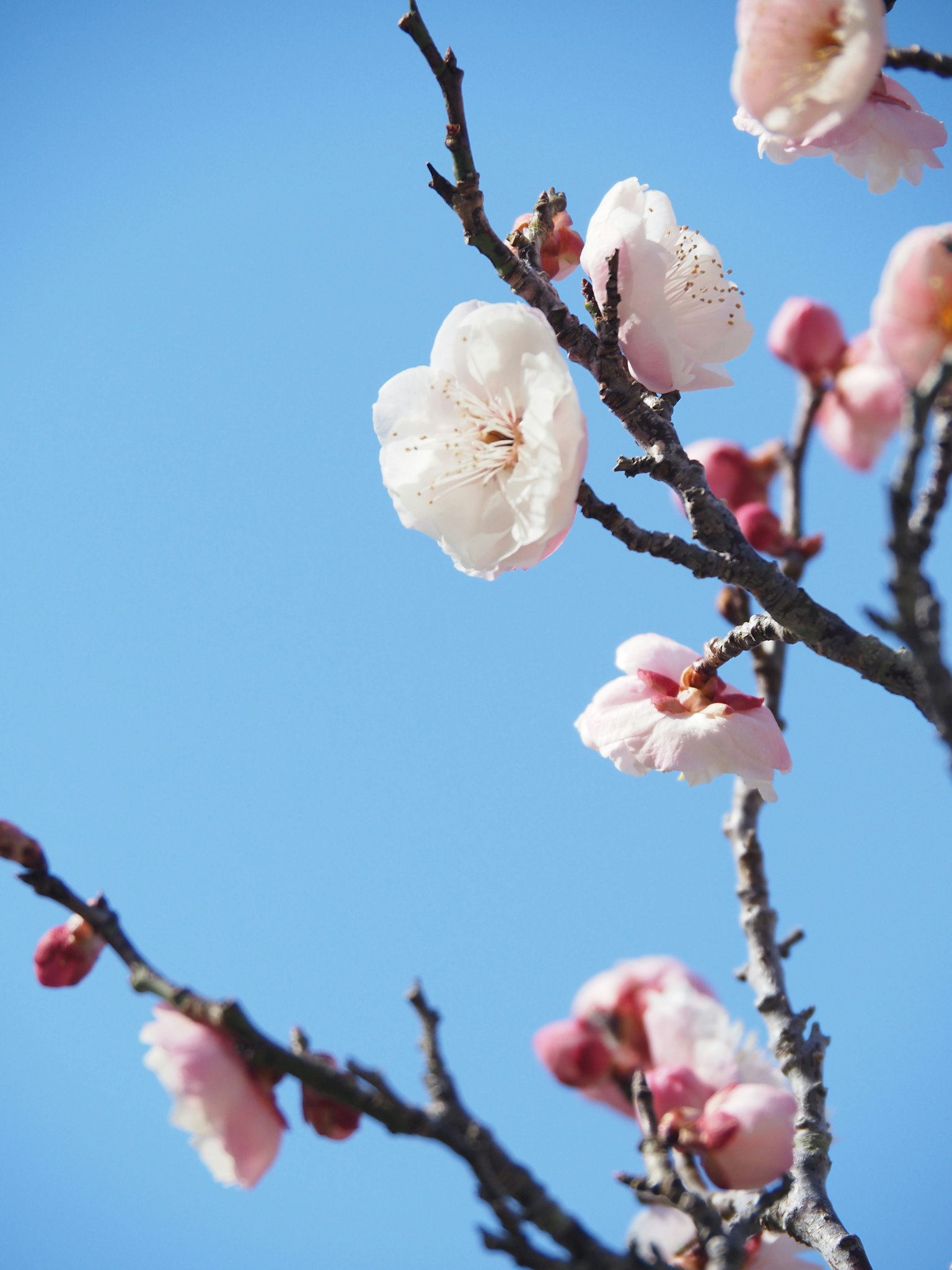 Branches of cherry blossoms with pink flowers and buds against a blue sky