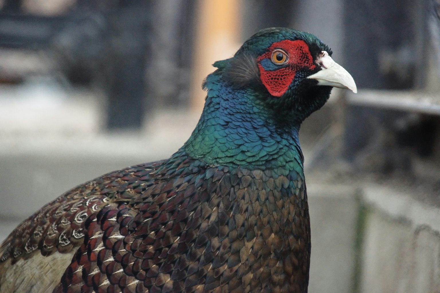 Close-up burung dengan bulu indah berwarna biru dan merah yang cerah