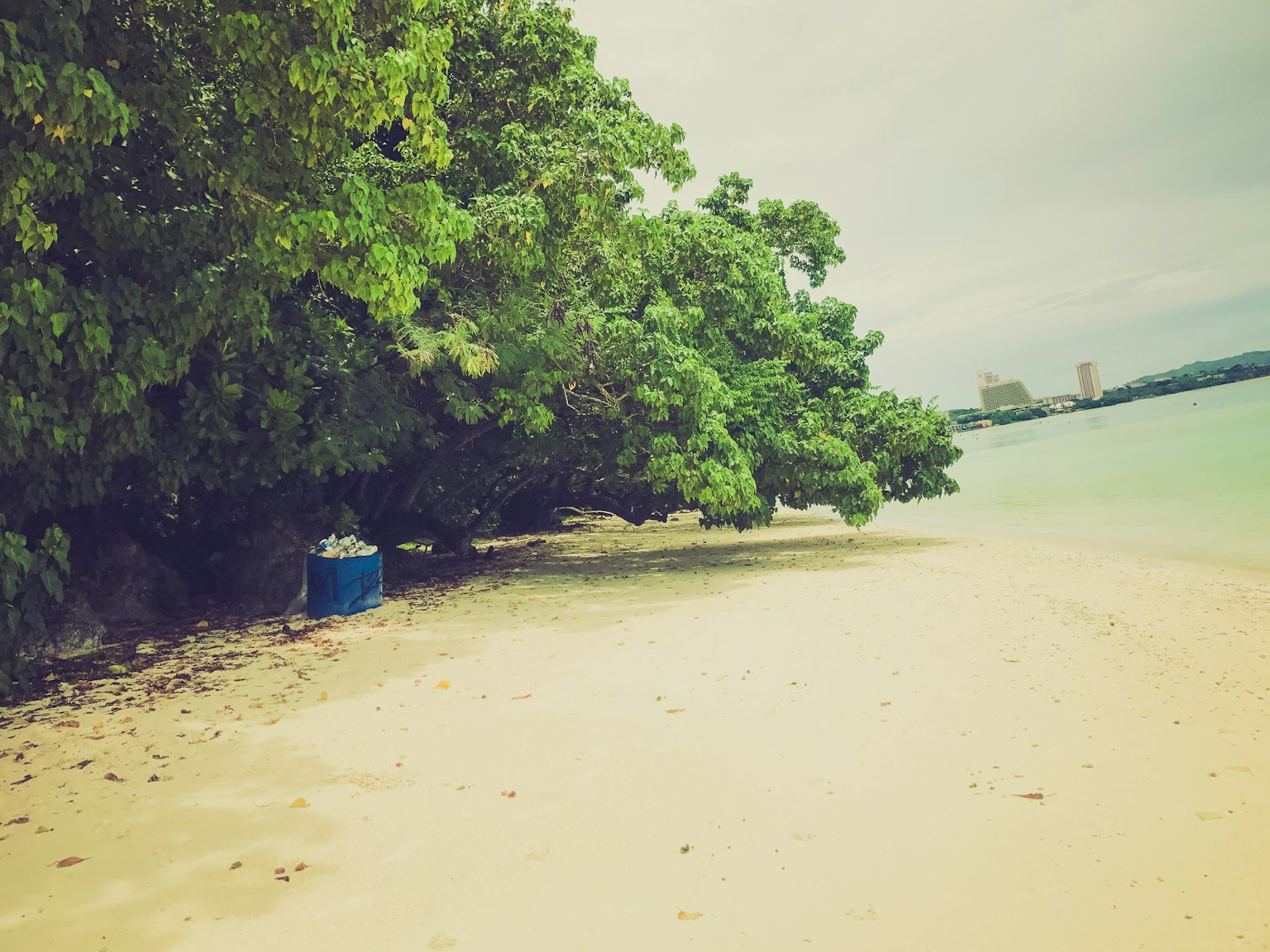 Pohon hijau rimbun di sepanjang pantai berpasir dengan air tenang