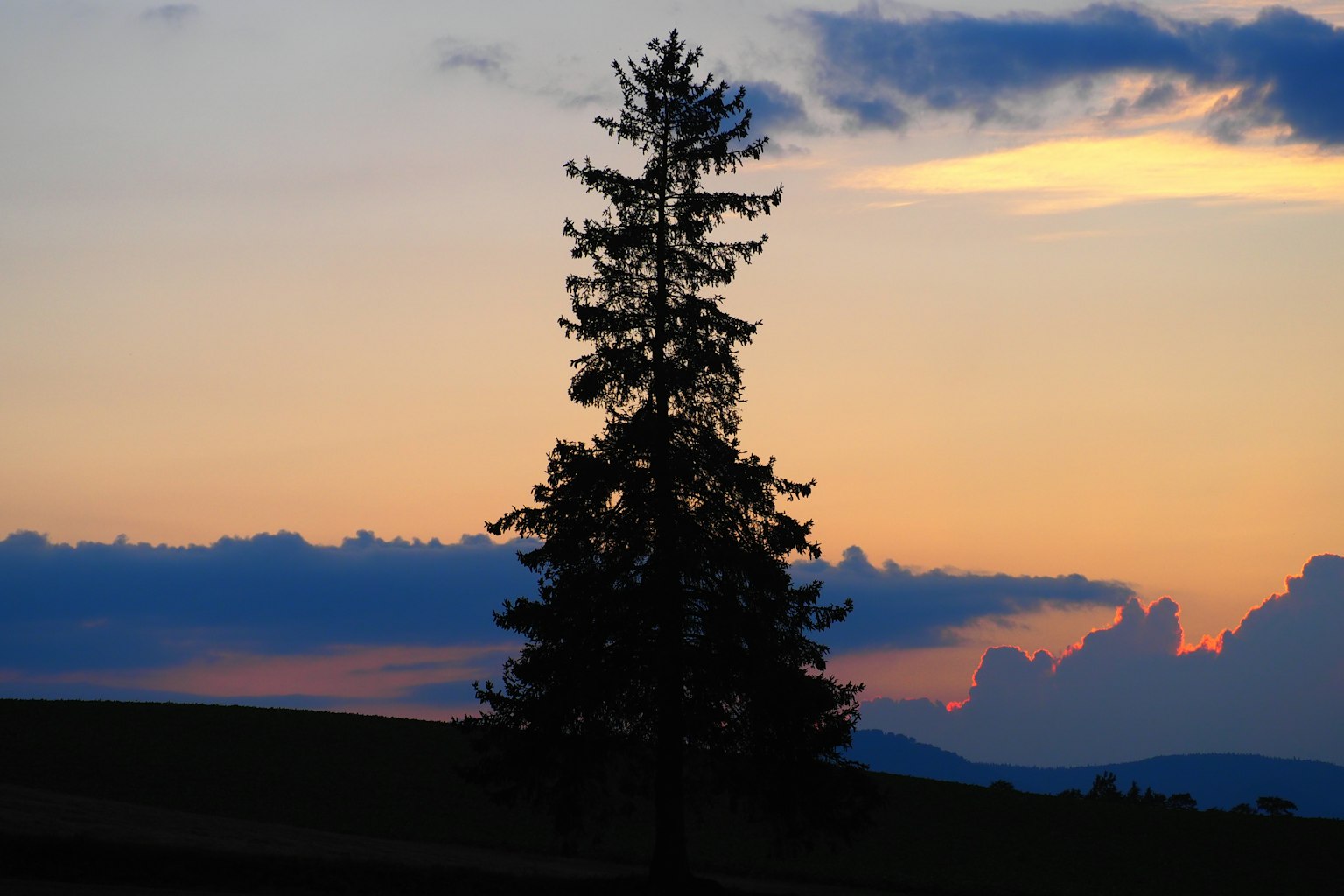 Silhouette di un singolo albero contro un cielo al tramonto