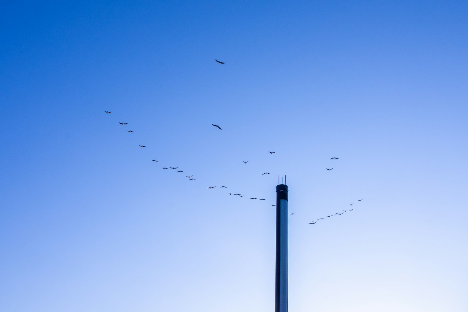 Une cheminée sous un ciel bleu avec un groupe d'oiseaux volant