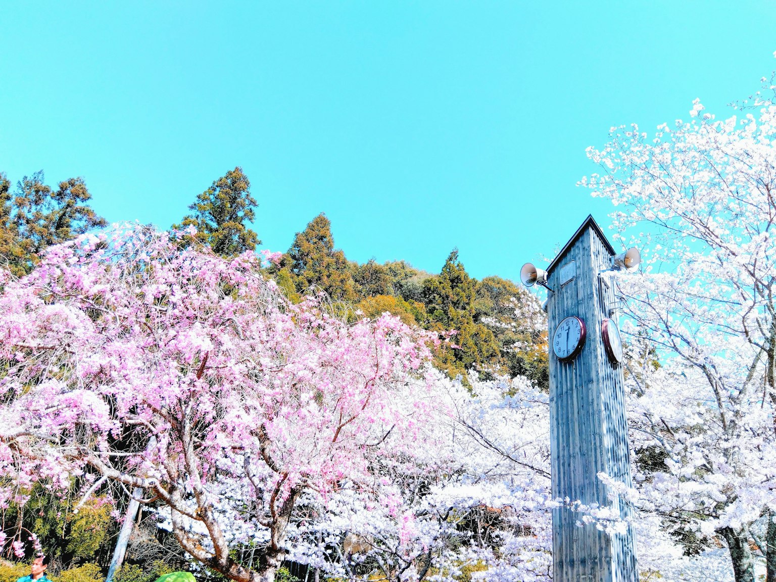 Menara jam dikelilingi pohon sakura dan langit biru