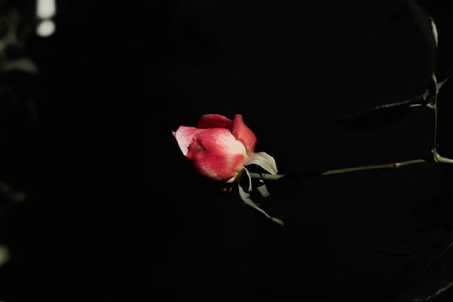 Une fleur de rose rouge sur fond noir