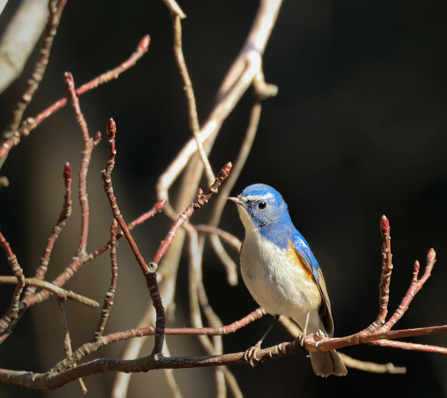 A blue bird perched on branches