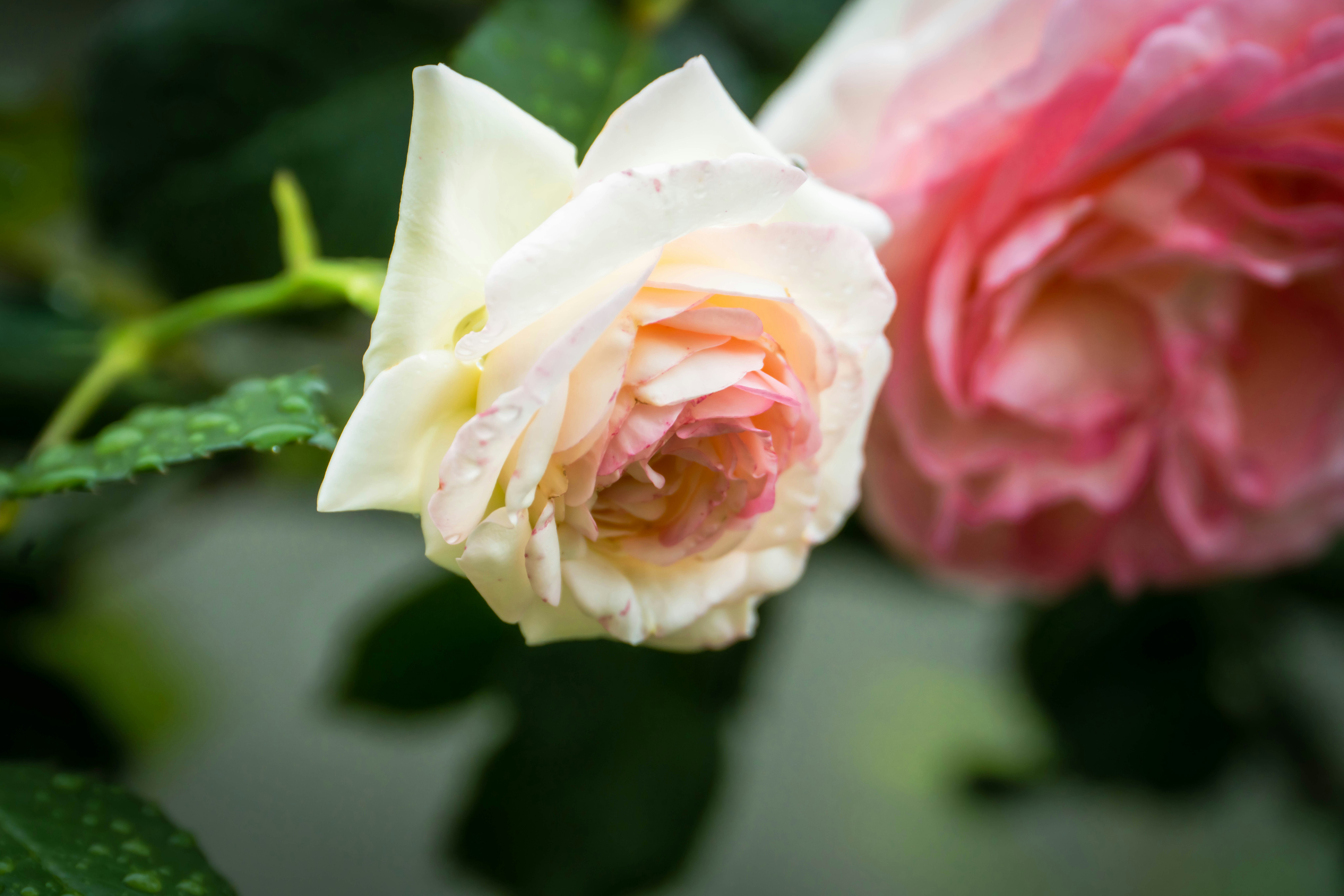 ピンクと白のバラの花が寄り添うクローズアップ