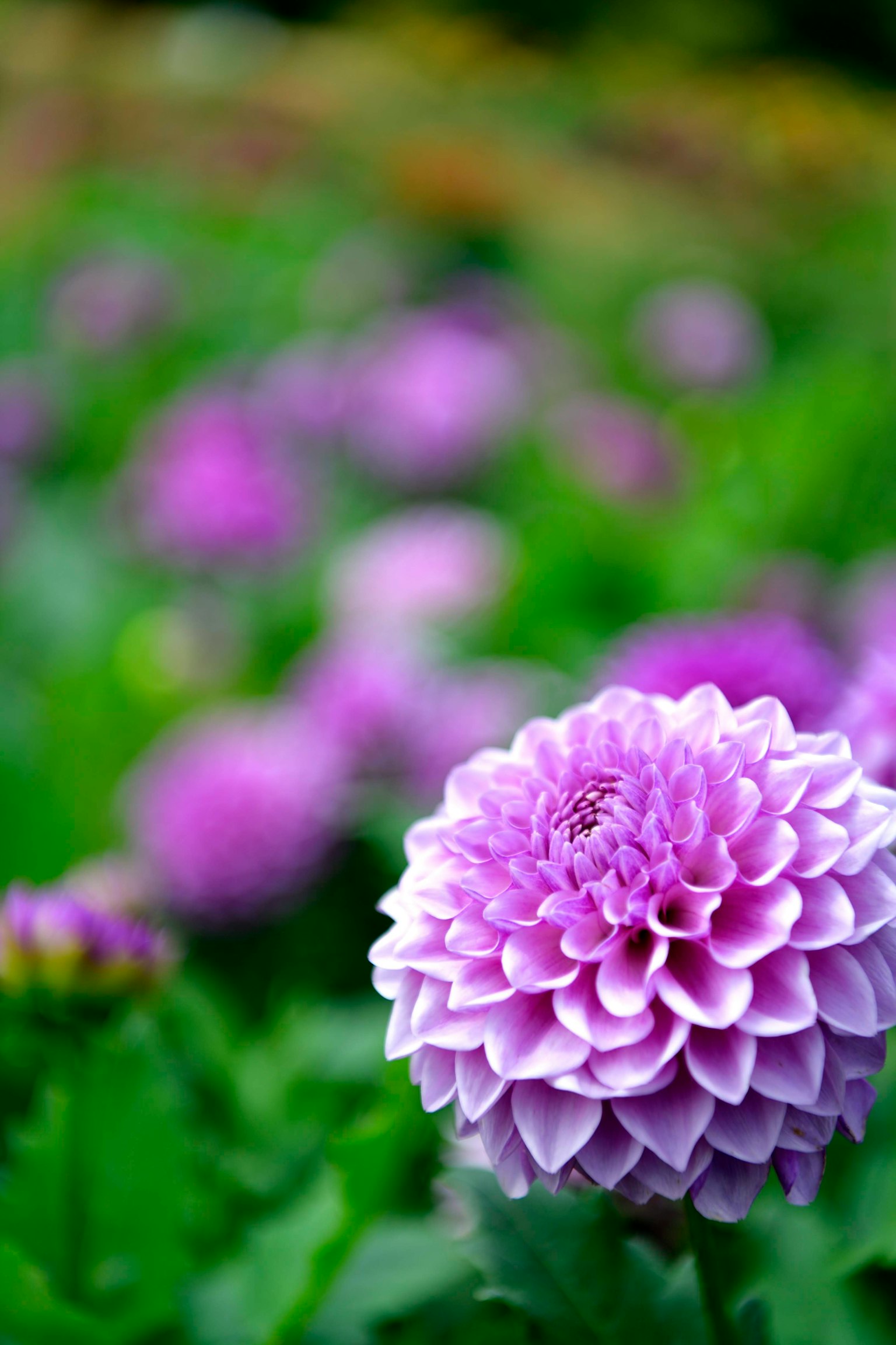ทิวทัศน์สวนที่มีดอกเบญจมาศสีม่วงบาน