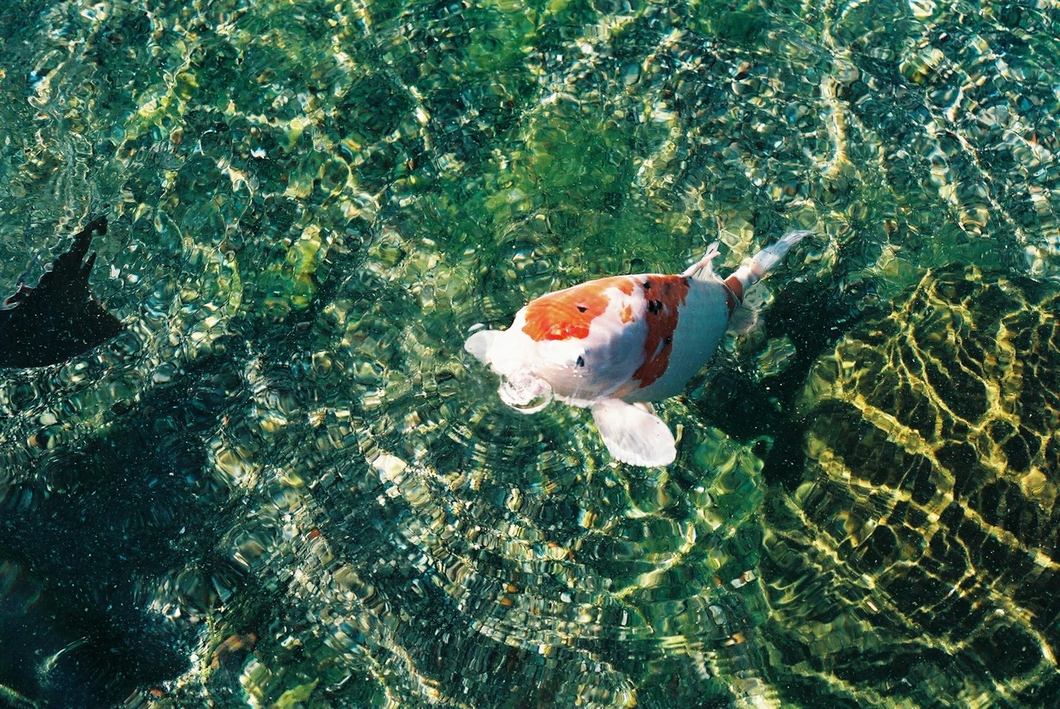 Pesce koi che nuota in acqua limpida con riflessi verdi
