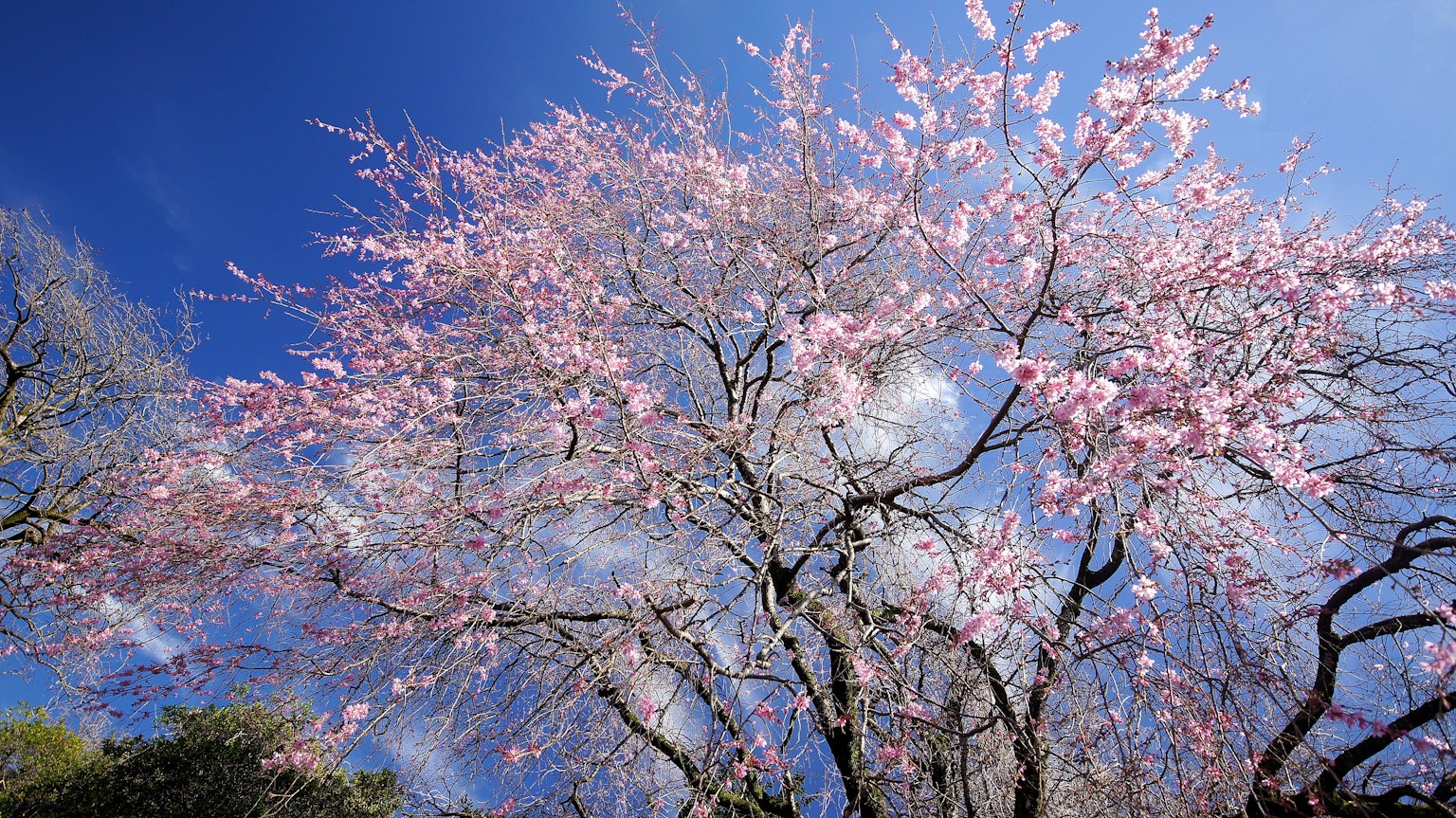 Magnifique cerisier en fleurs contre un ciel bleu