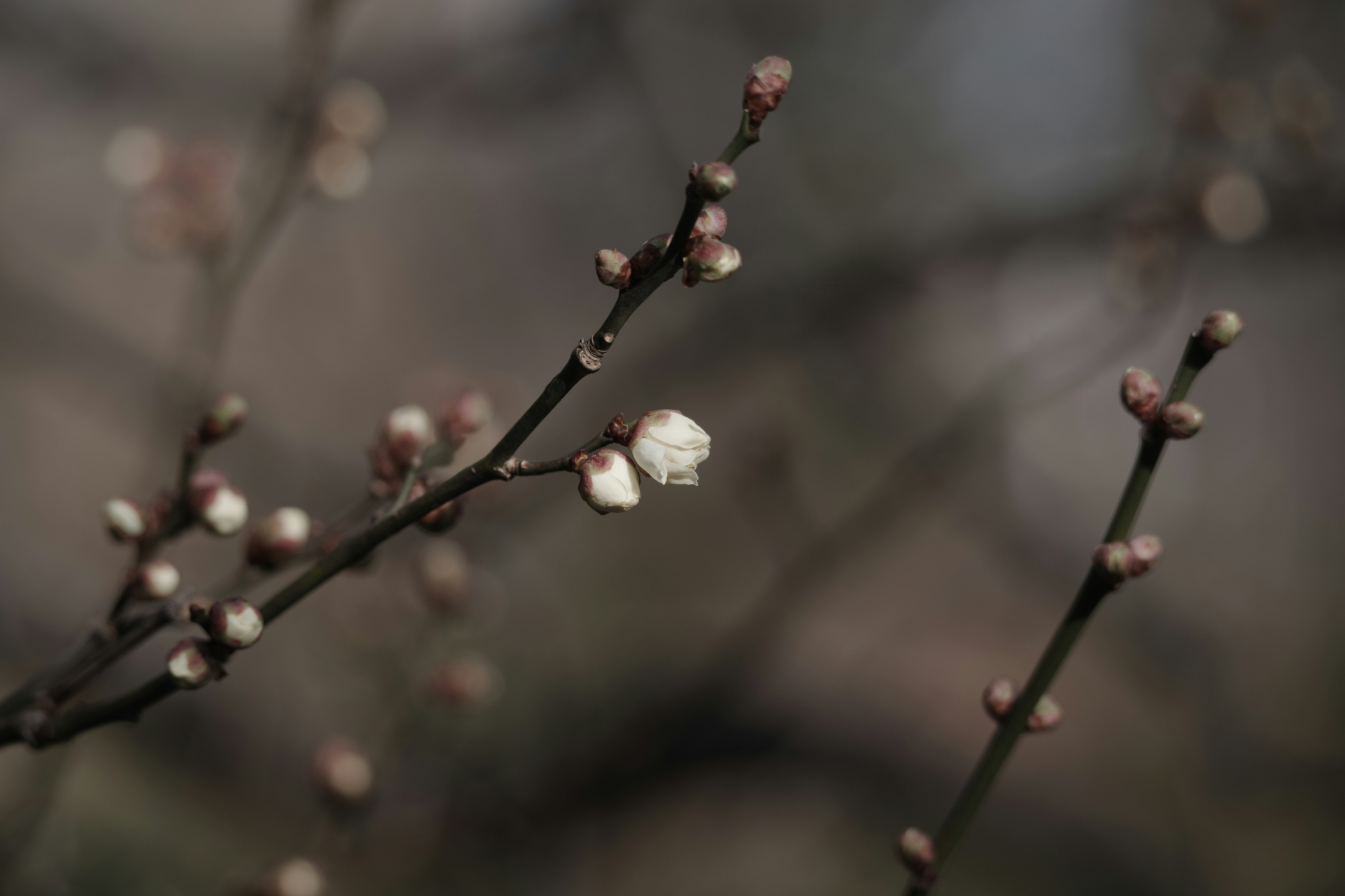 梅の花のつぼみと白い花が枝先に咲く