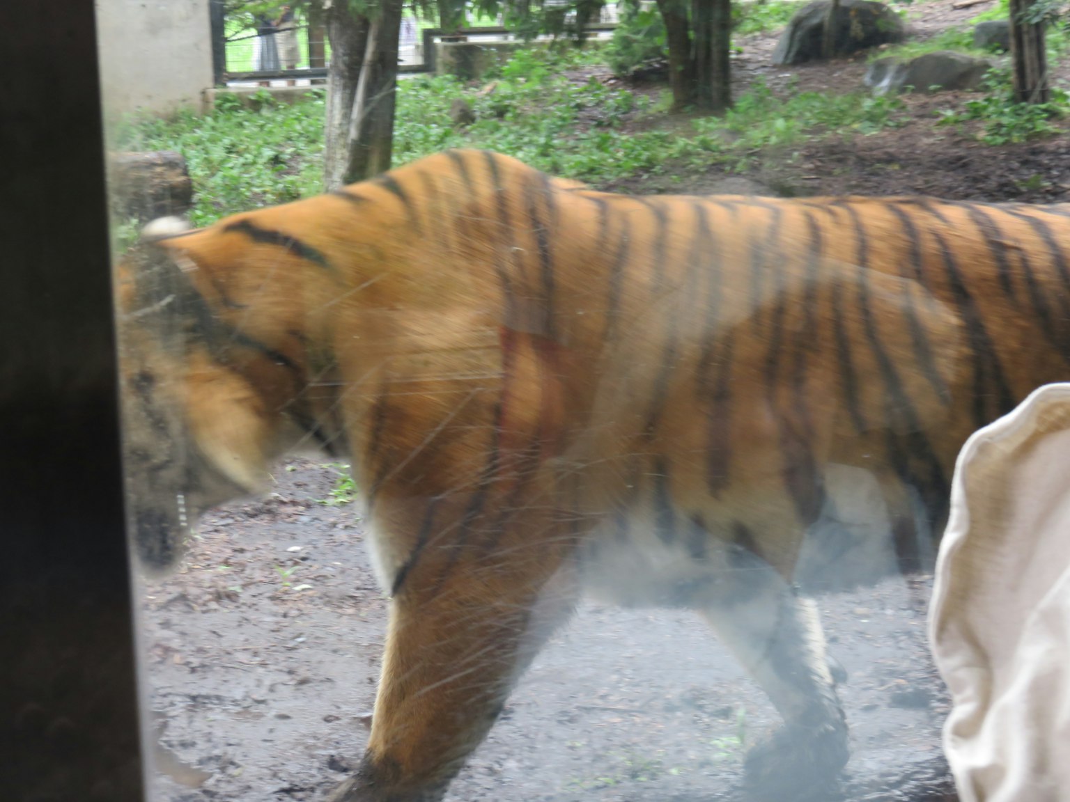 Tigre marchant devant une vitre avec un arrière-plan flou de verdure