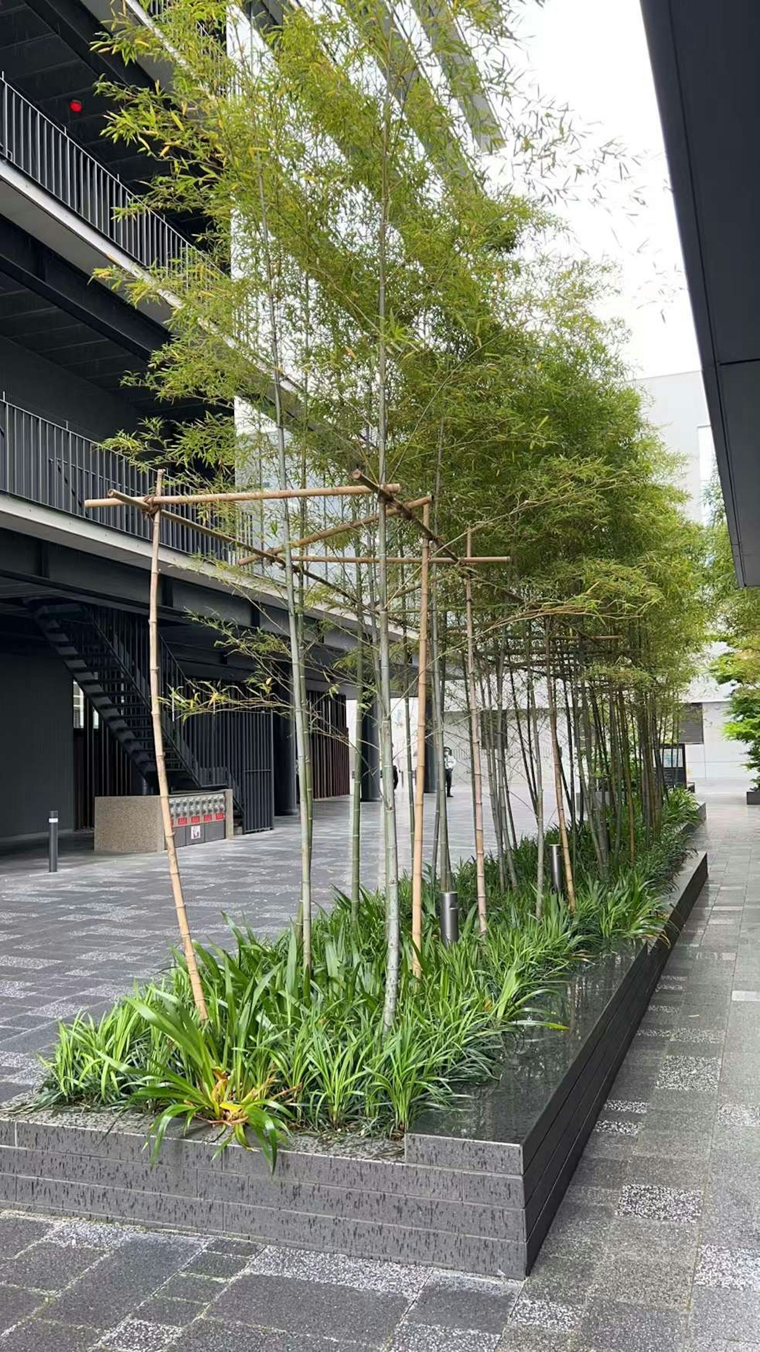 Lanskap bambu dan tanaman di samping gedung modern