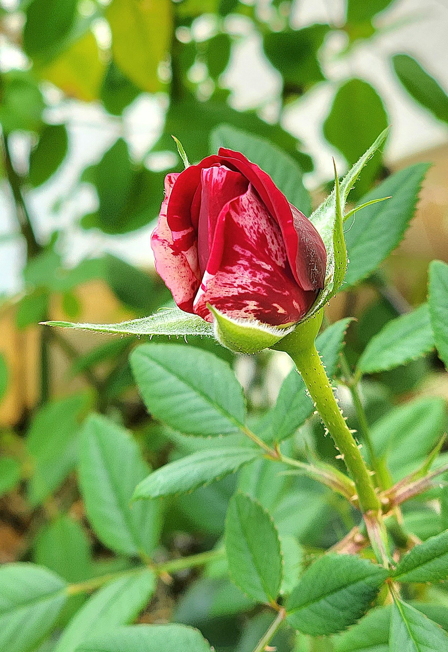 Bunga mawar merah yang dikelilingi daun hijau